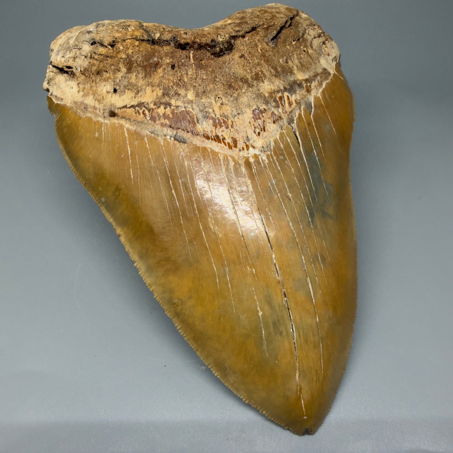 Front Left view 6.04" Authentic Megalodon Tooth – Extra Large, Collector's Quality Fossil from North Carolina CM5401 