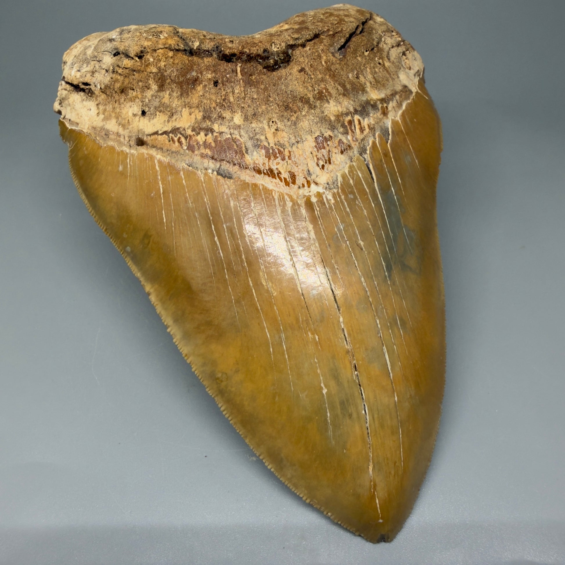 Front Left view 6.04" Authentic Megalodon Tooth – Extra Large, Collector's Quality Fossil from North Carolina CM5401 
