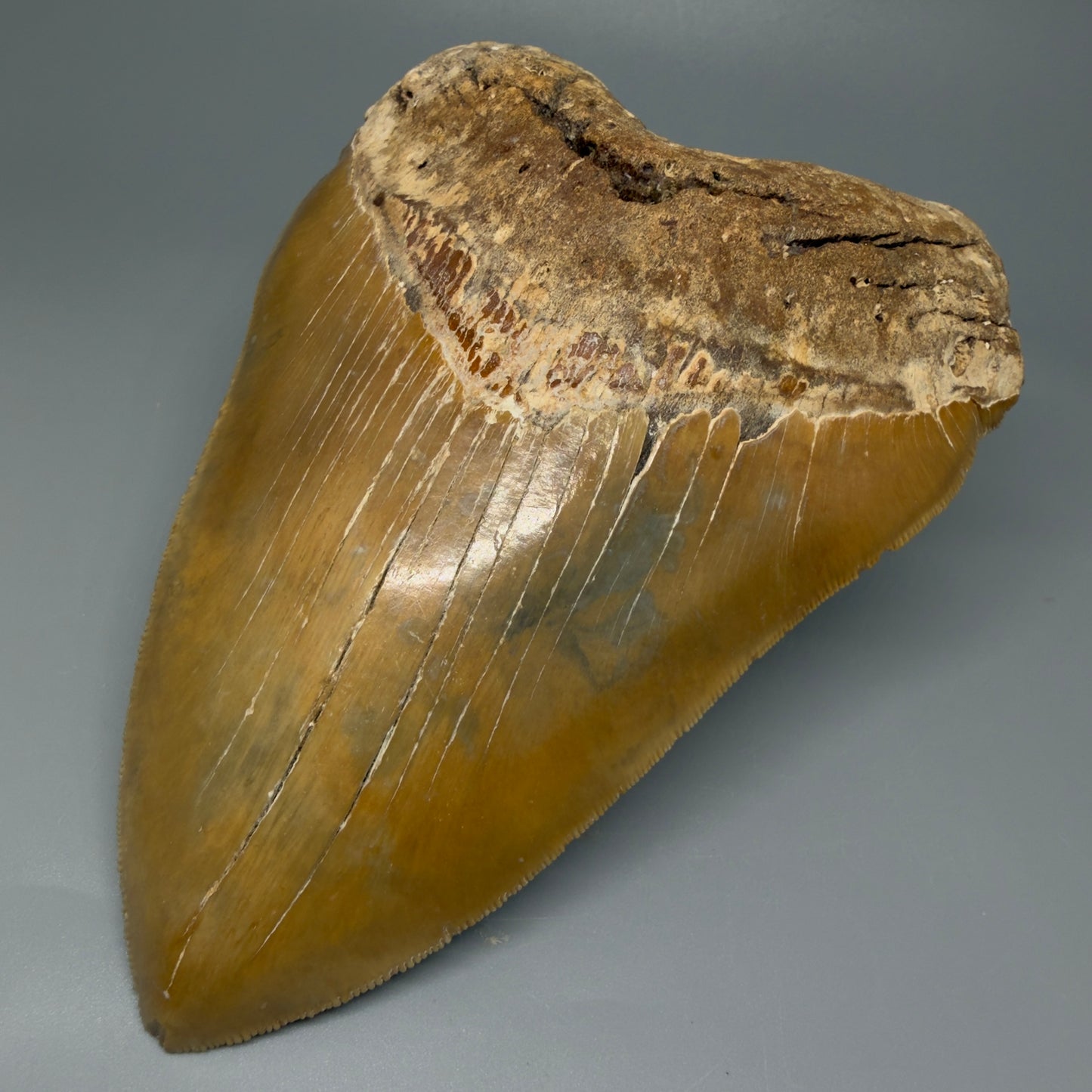 Front Right view 6.04" Authentic Megalodon Tooth – Extra Large, Collector's Quality Fossil from North Carolina CM5401 
