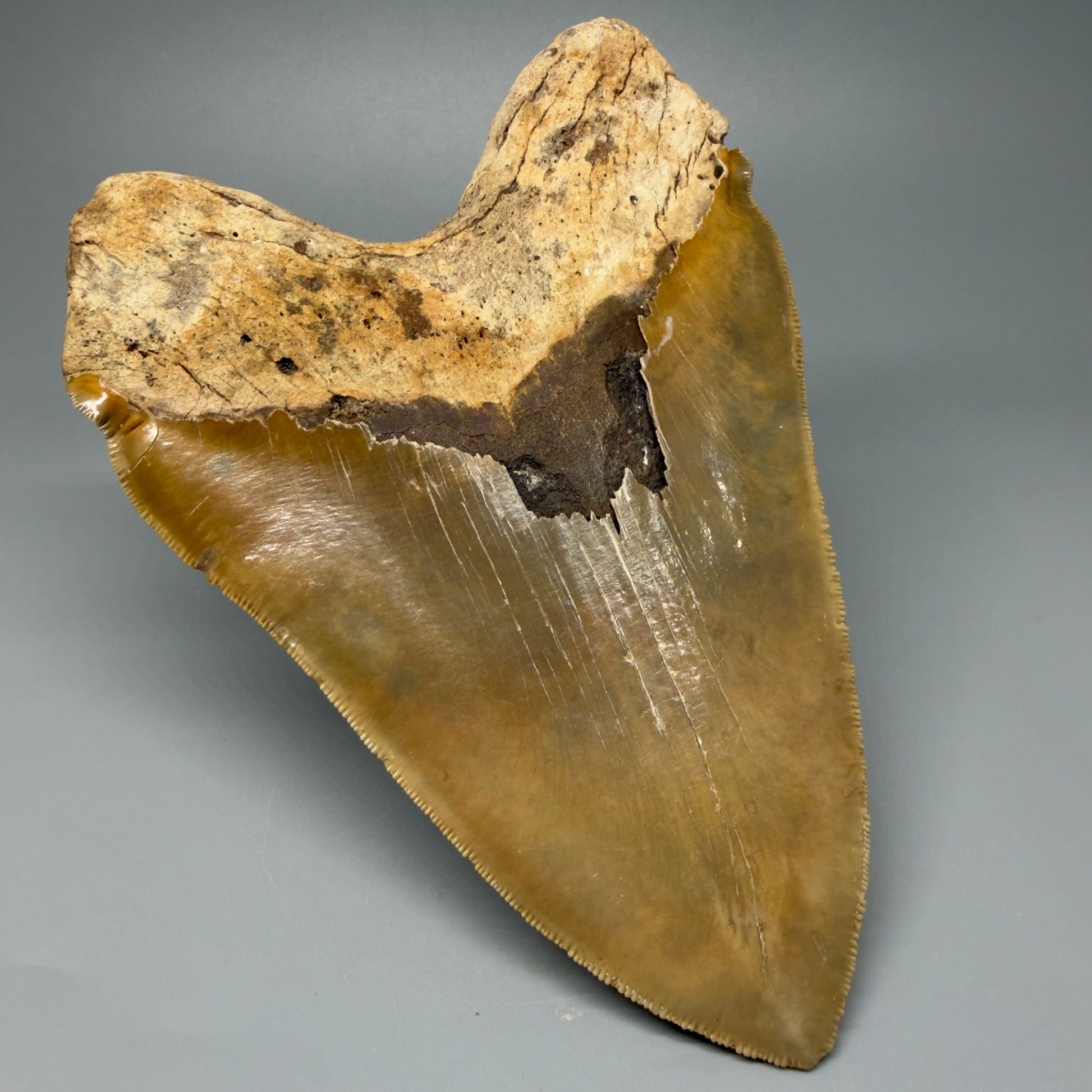 Back Left view 6.04" Authentic Megalodon Tooth – Extra Large, Collector's Quality Fossil from North Carolina CM5401 