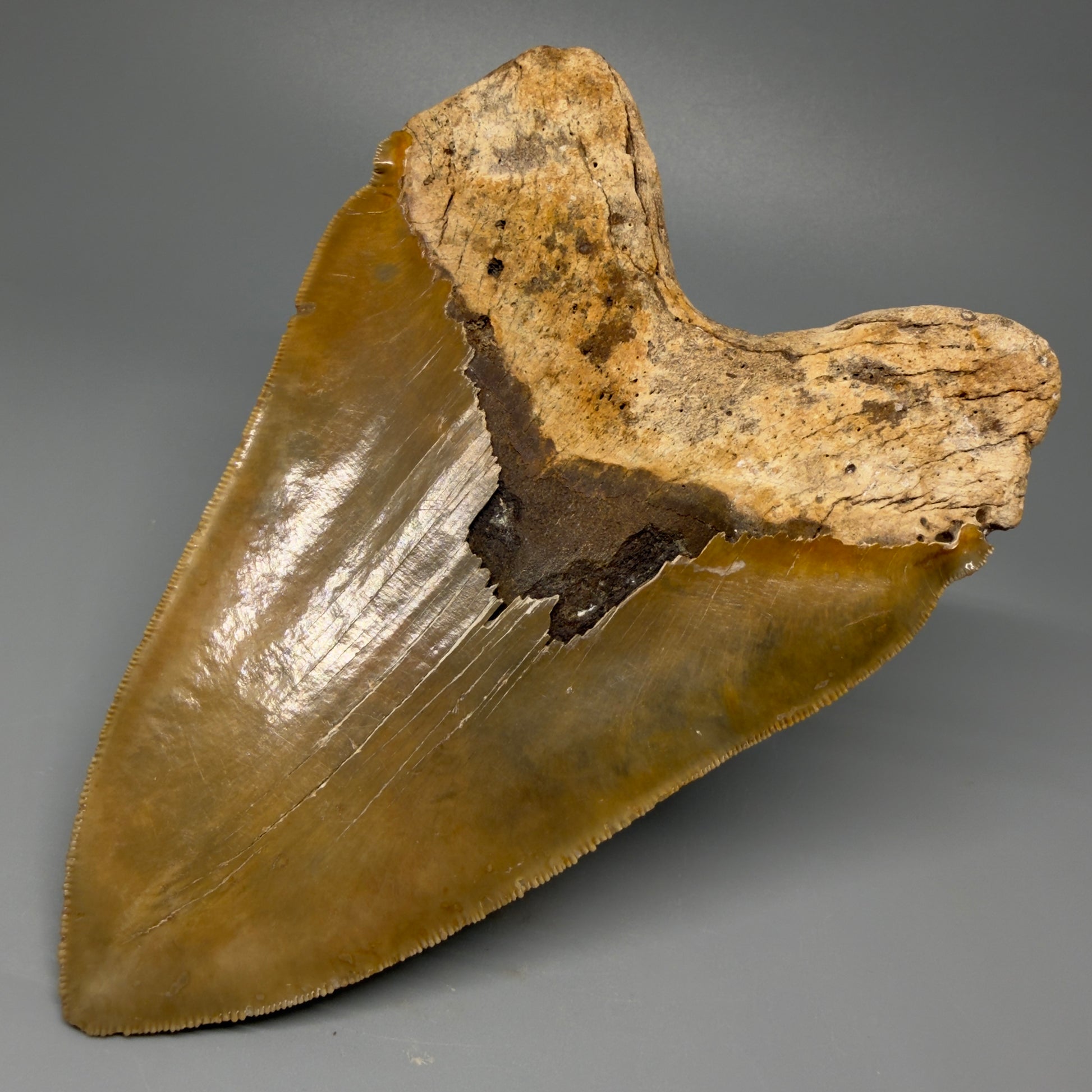 Back Right view 6.04" Authentic Megalodon Tooth – Extra Large, Collector's Quality Fossil from North Carolina CM5401 