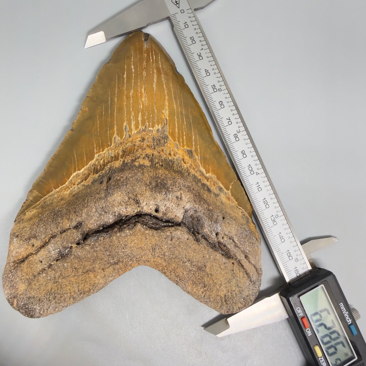 Front view in calipers 6.28" Authentic Megalodon Tooth – Extra Large and wide Fossil from North Carolina CM5400 