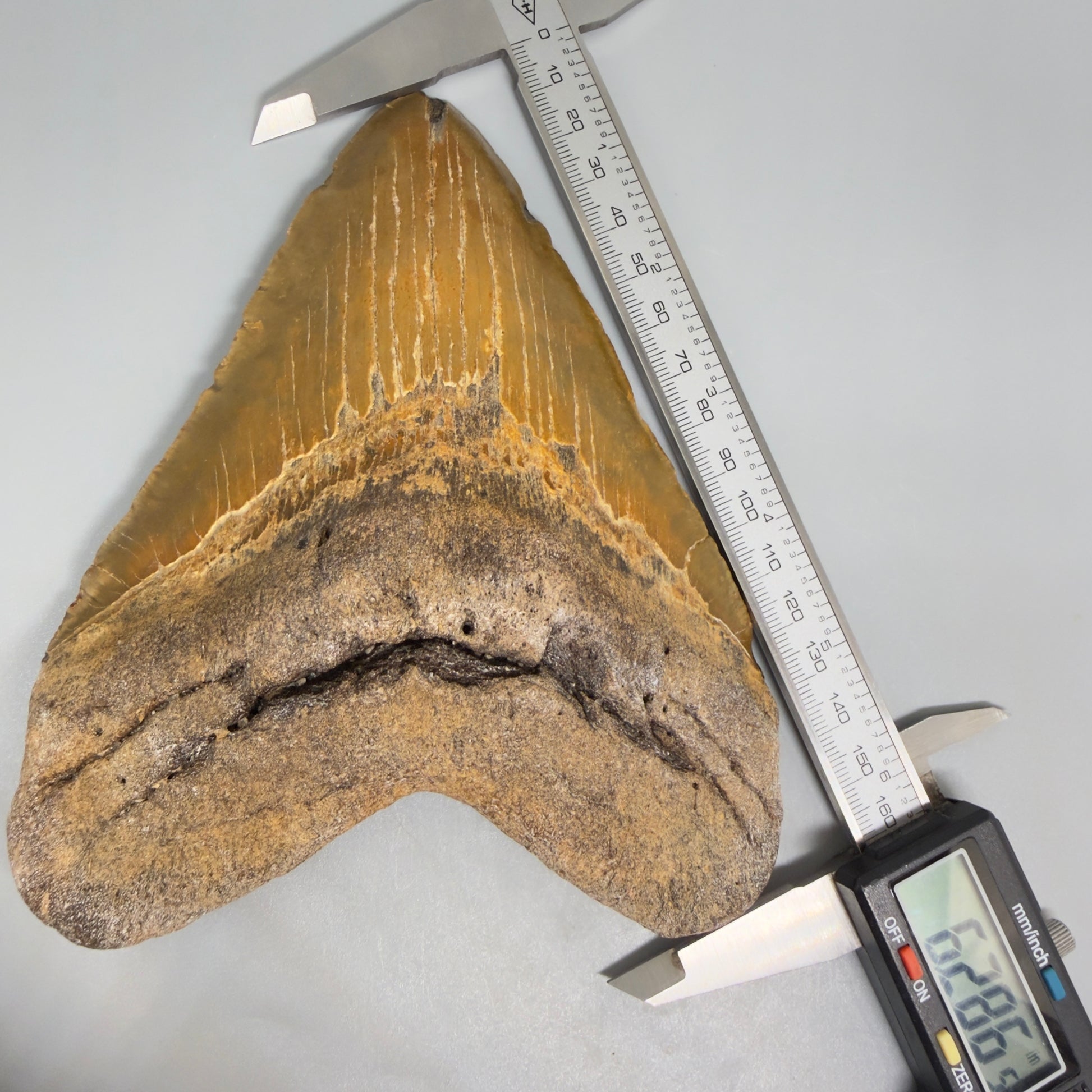 Front view in calipers 6.28" Authentic Megalodon Tooth – Extra Large and wide Fossil from North Carolina CM5400 