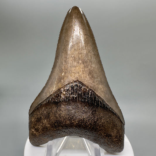 Brown 3.77" Sharply Serrated Megalodon Shark Tooth Fossil from Southeastern Georgia CM4649 - Front