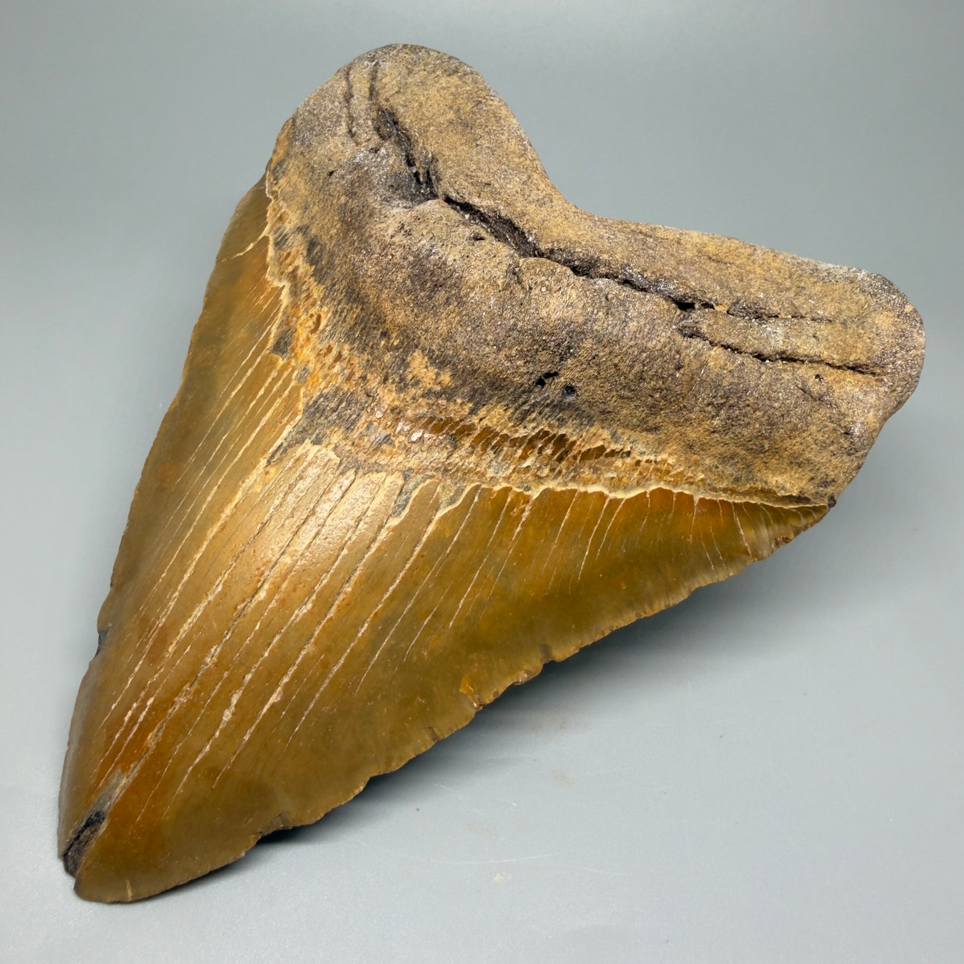 Front Right view 6.28" Authentic Megalodon Tooth – Extra Large and wide Fossil from North Carolina CM5400 