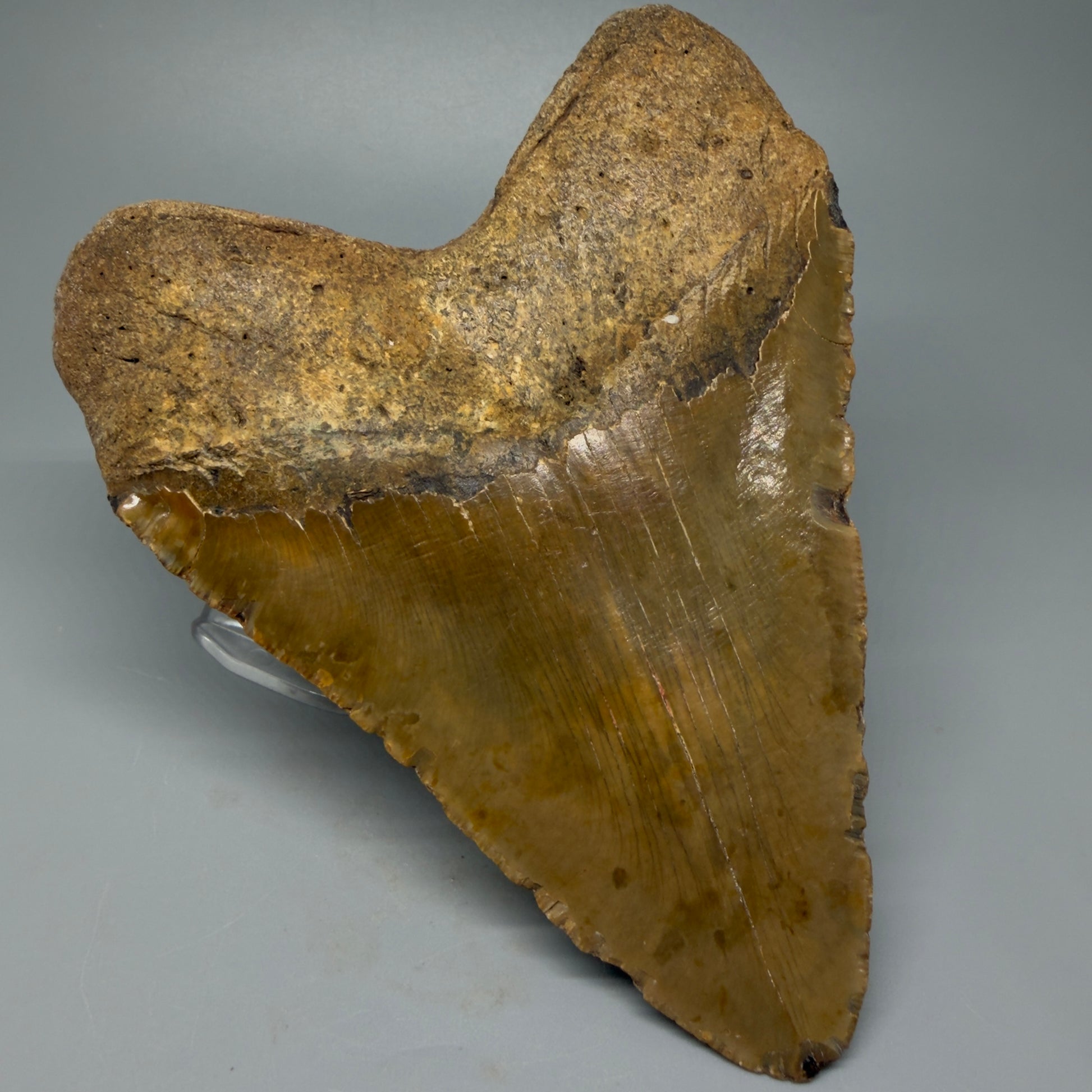 Back Left view 6.28" Authentic Megalodon Tooth – Extra Large and wide Fossil from North Carolina CM5400 