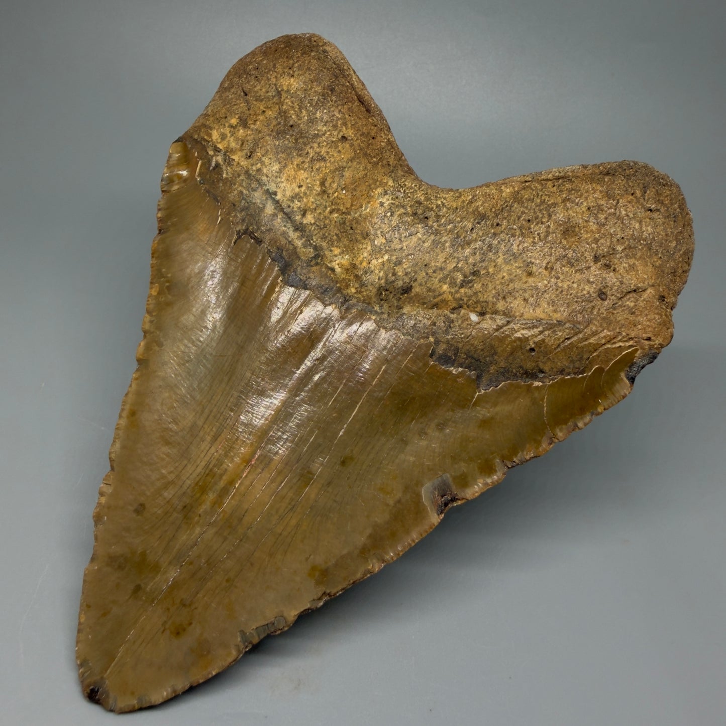 Back Right view 6.28" Authentic Megalodon Tooth – Extra Large and wide Fossil from North Carolina CM5400 