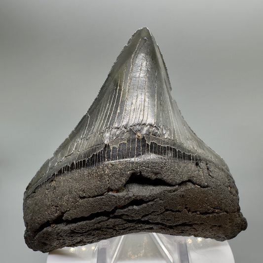 Dark colors, serrated 3.77" Fossil Megalodon Tooth from Southeast USA CM4650 - Front