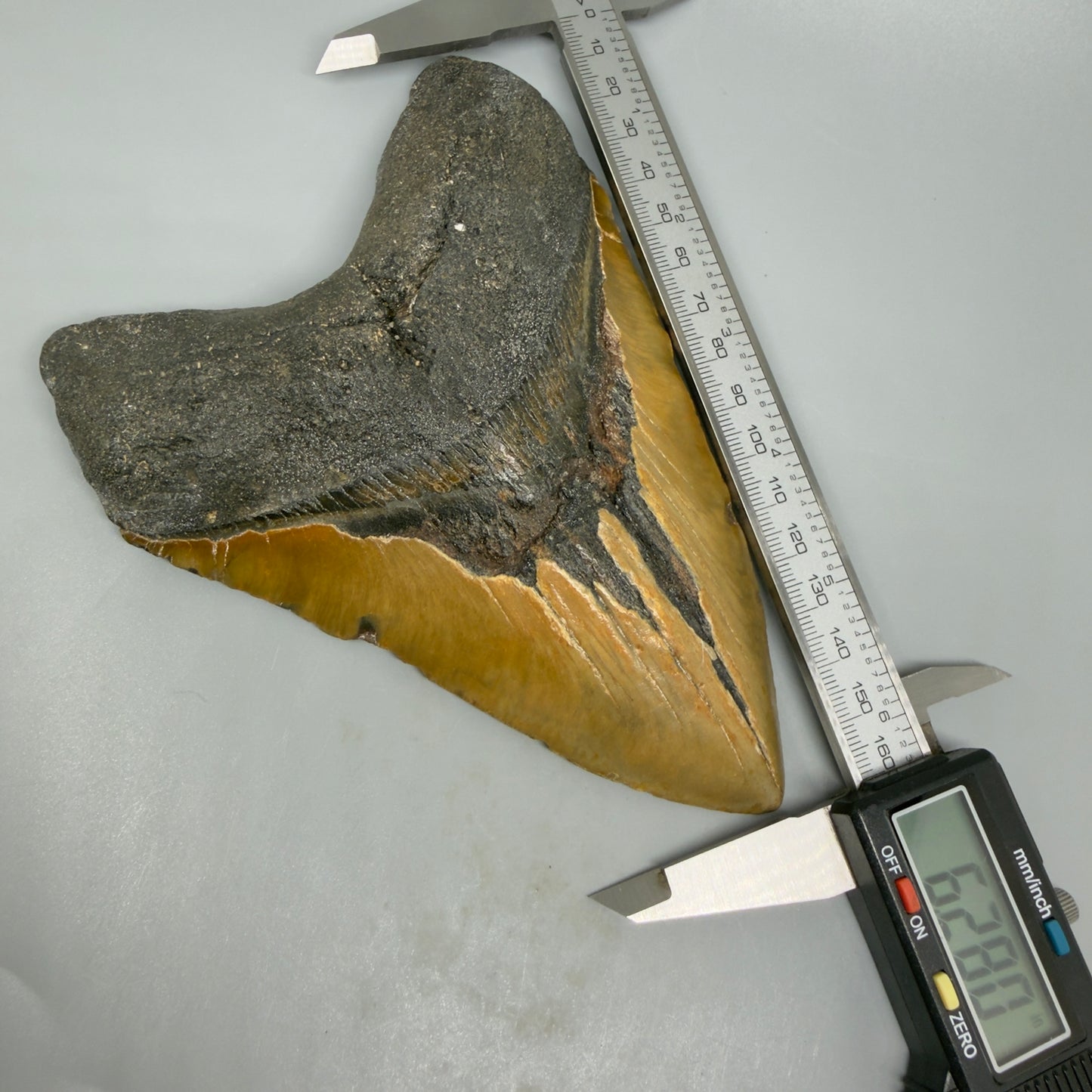 Front view in calipers 6.28" Authentic Megalodon Tooth – Extra Large Fossil from North Carolina CM5399