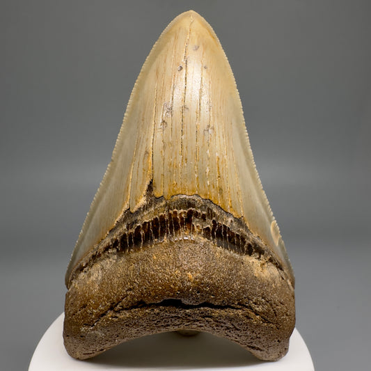 Colorful lower 3.53" Real Megalodon Tooth from North Carolina CM5163 - Front