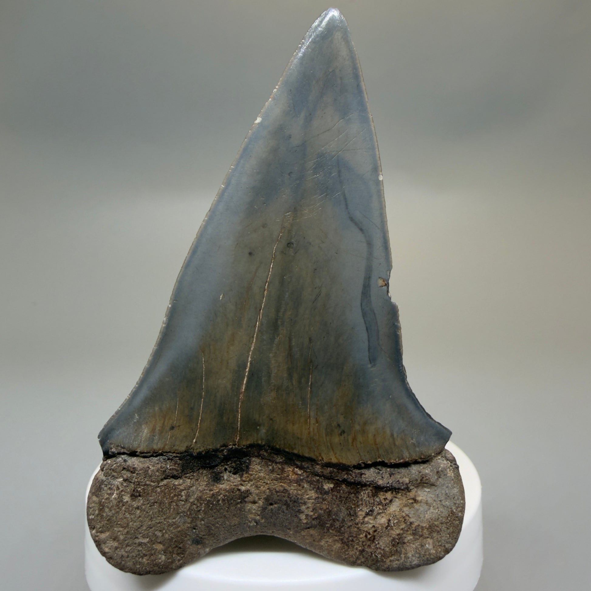Back View HUGE, XL 3.10" Fossil Extinct Mako - Isurus hastalis Tooth from Georgia CM616