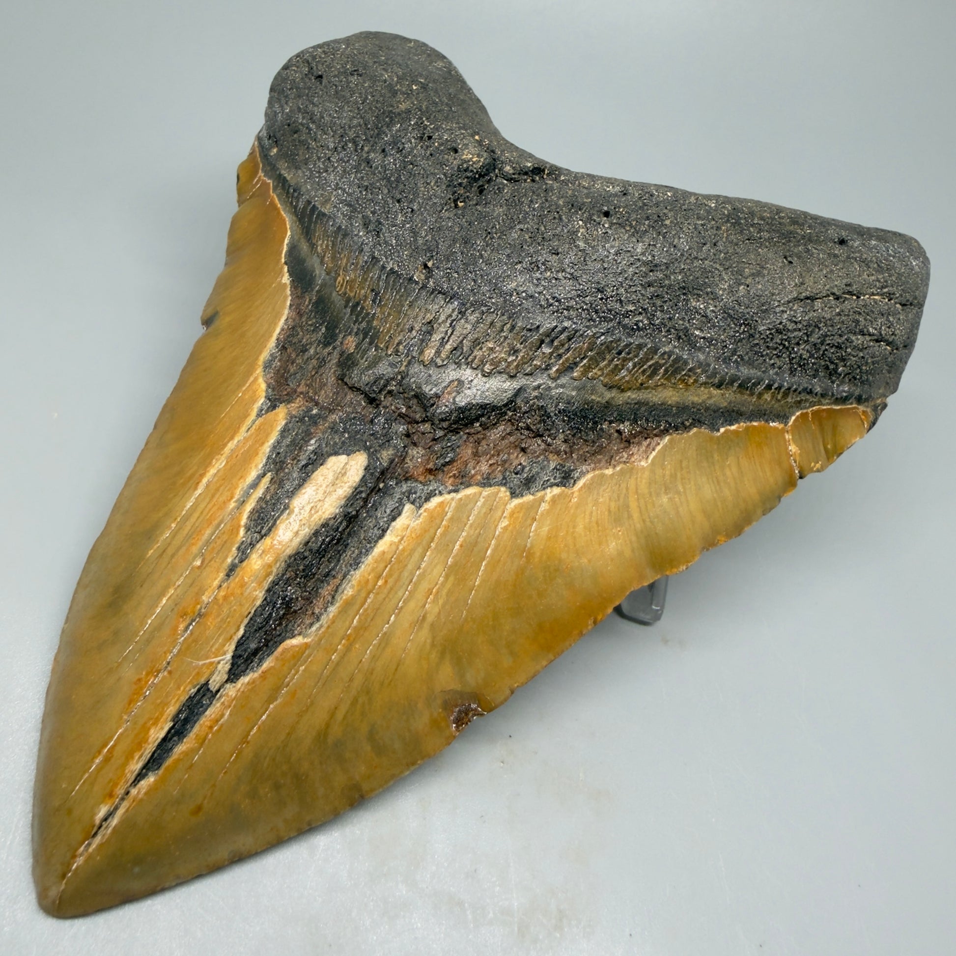 Front Right view 6.28" Authentic Megalodon Tooth – Extra Large Fossil from North Carolina CM5399