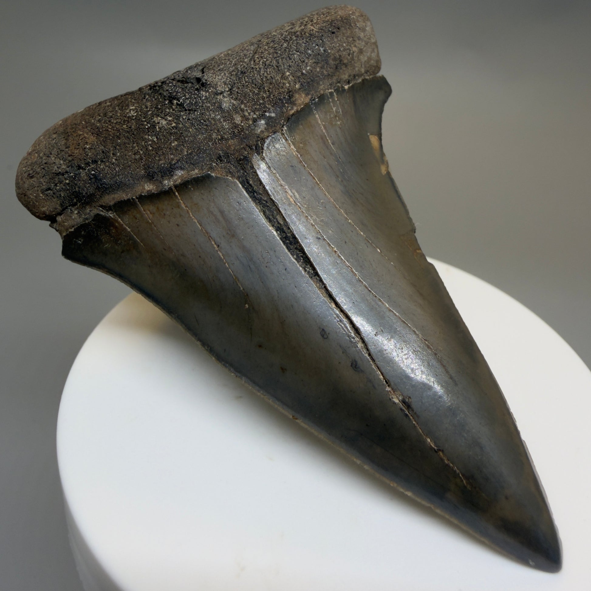 Front Left View HUGE, XL 3.10" Fossil Extinct Mako - Isurus hastalis Tooth from Georgia CM616