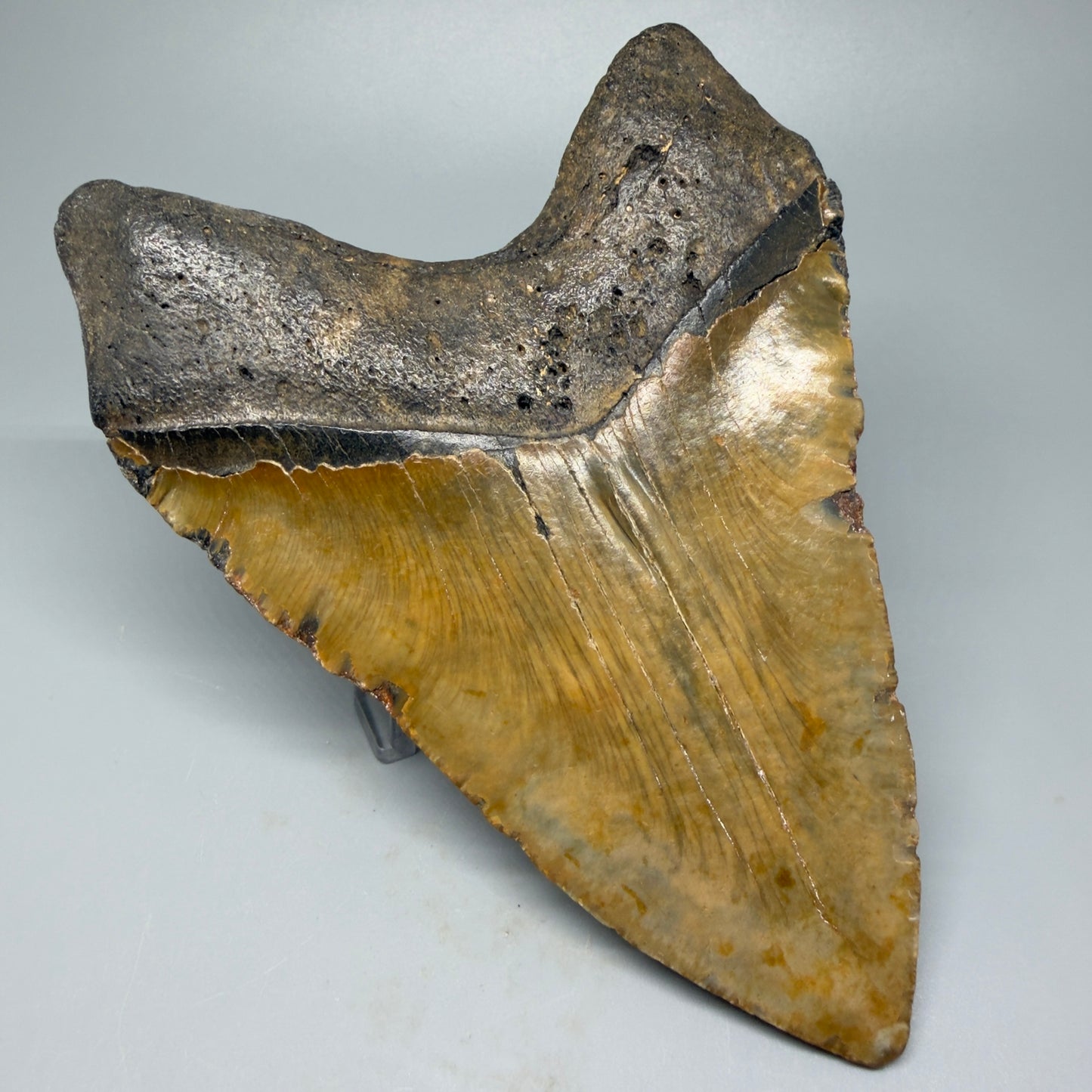 Back Left view 6.28" Authentic Megalodon Tooth – Extra Large Fossil from North Carolina CM5399