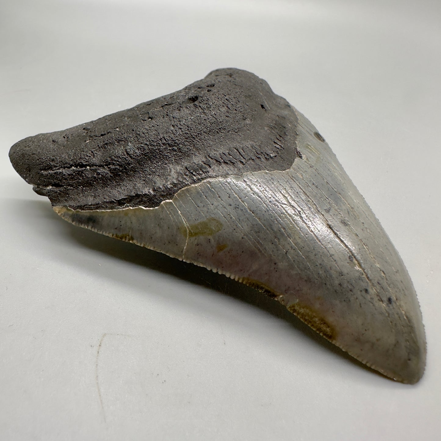 North Carolina Diving Discovery: Colorful, serrated 3.82" Fossil Megalodon Shark Tooth CM4651 - Front left
