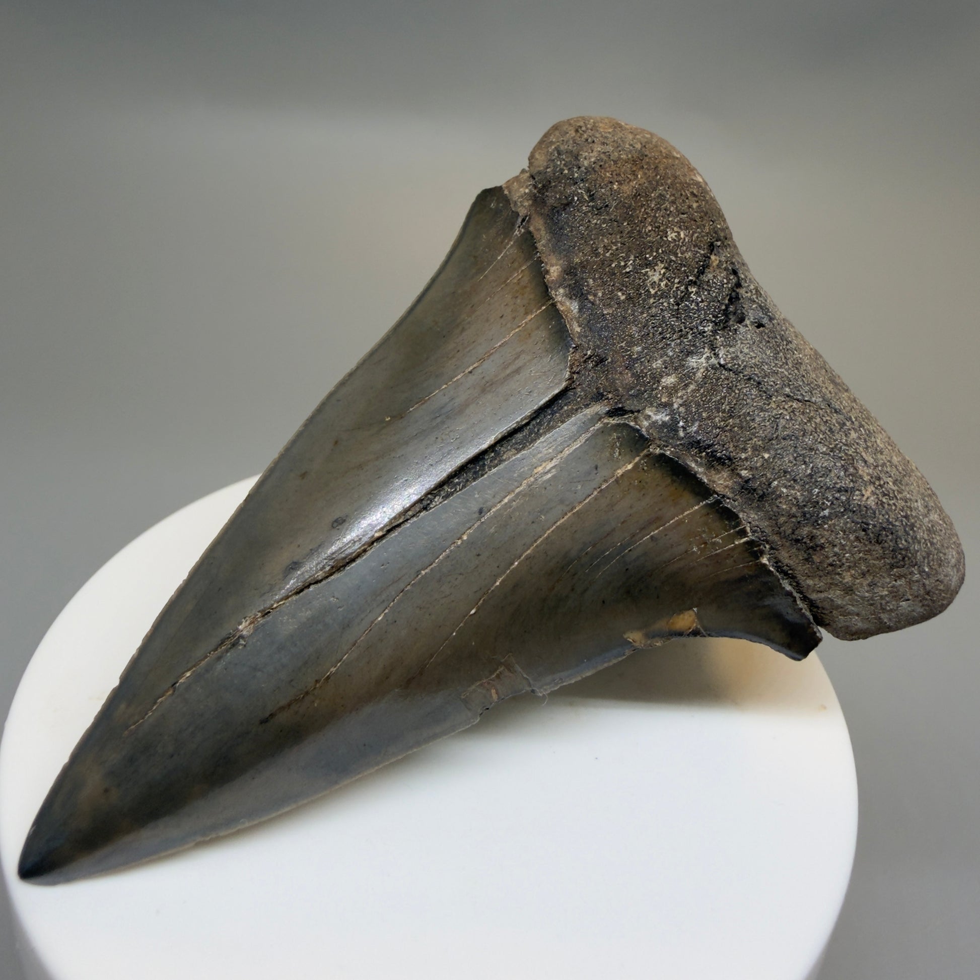 Front Right View HUGE, XL 3.10" Fossil Extinct Mako - Isurus hastalis Tooth from Georgia CM616