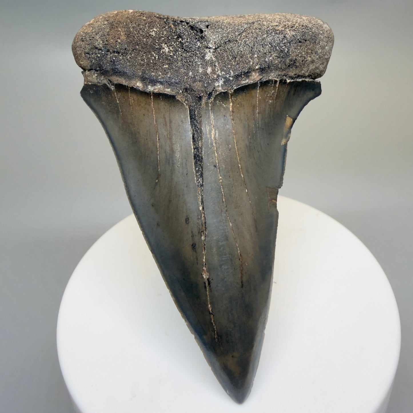 Front View HUGE, XL 3.10" Fossil Extinct Mako - Isurus hastalis Tooth from Georgia CM616 - 1