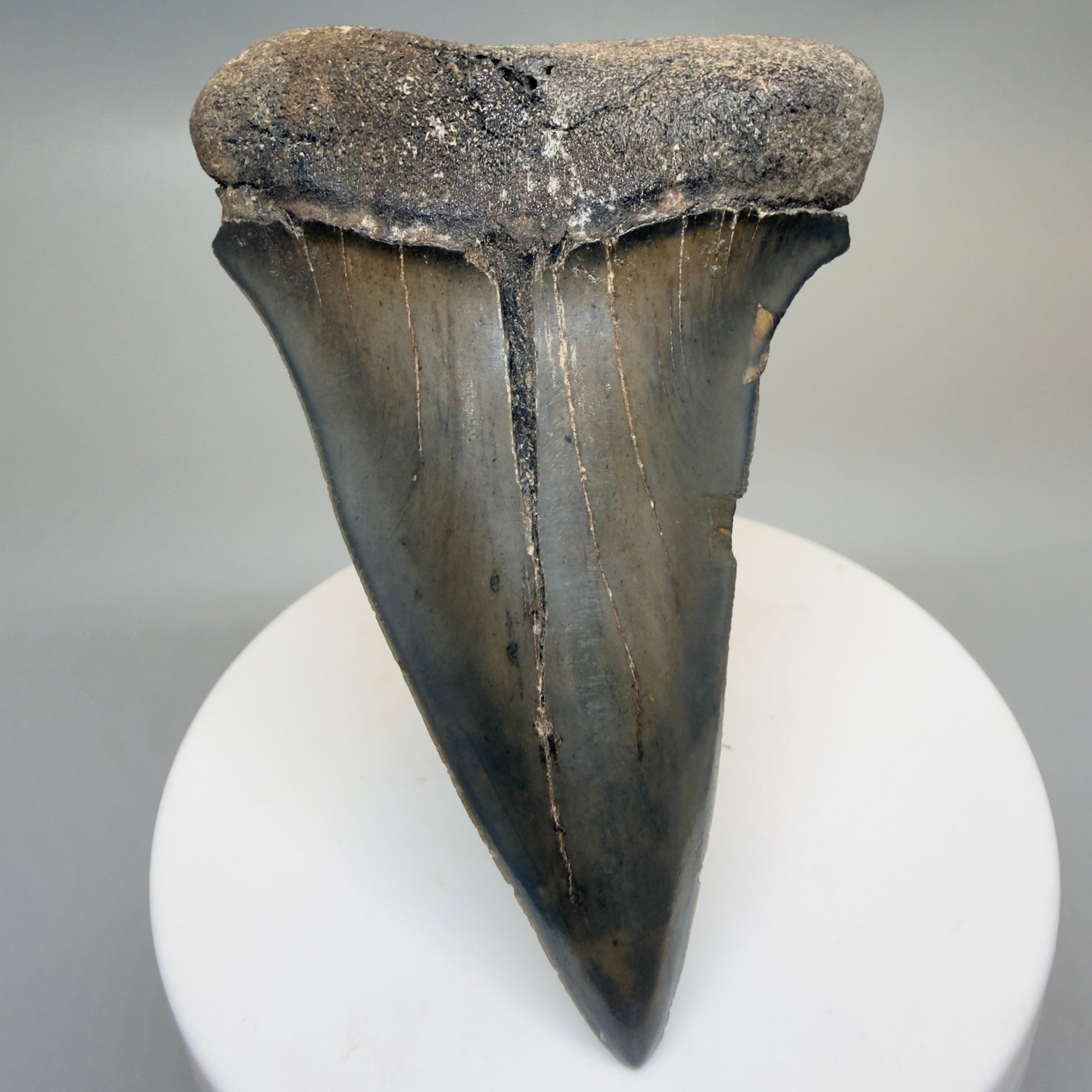Front View HUGE, XL 3.10" Fossil Extinct Mako - Isurus hastalis Tooth from Georgia CM616 - 1