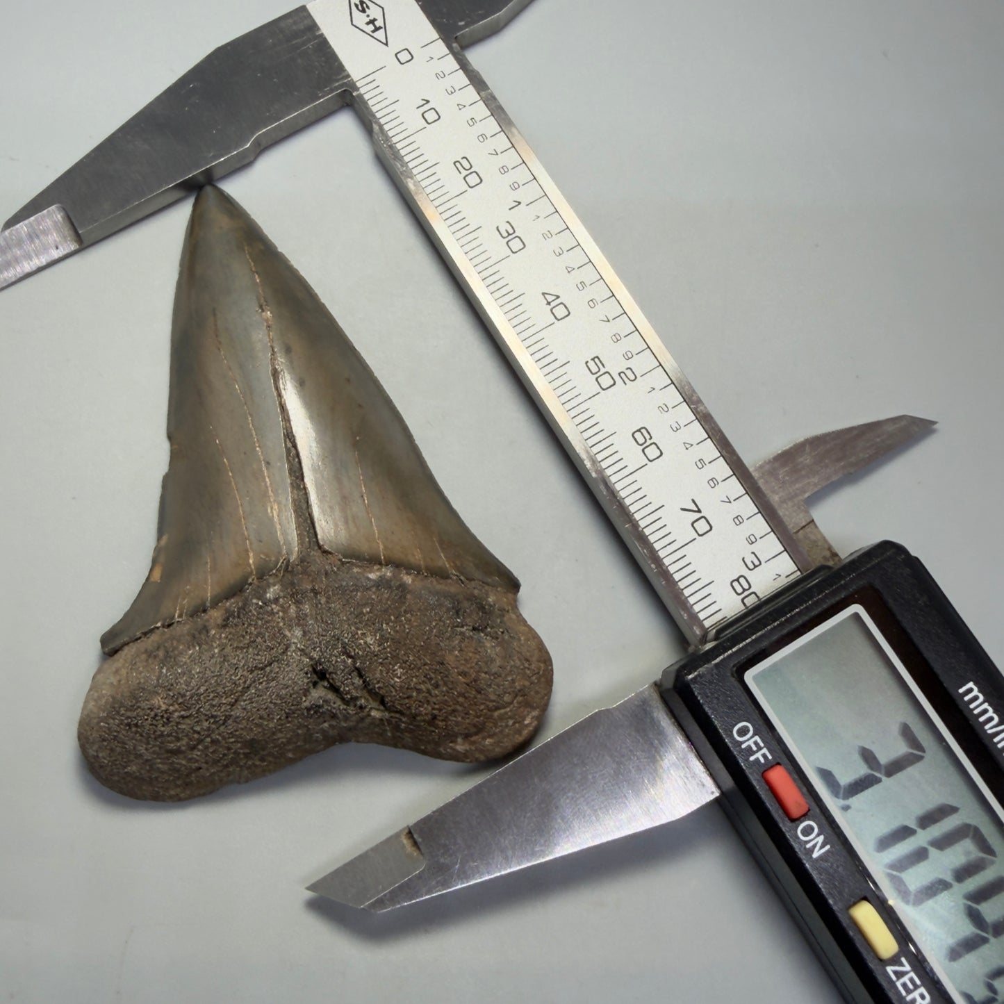Front in calipers View HUGE, XL 3.10" Fossil Extinct Mako - Isurus hastalis Tooth from Georgia CM616