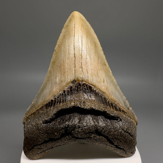 Colorful, complete 3.56" Real Megalodon Tooth from North Carolina CM5164 - Front