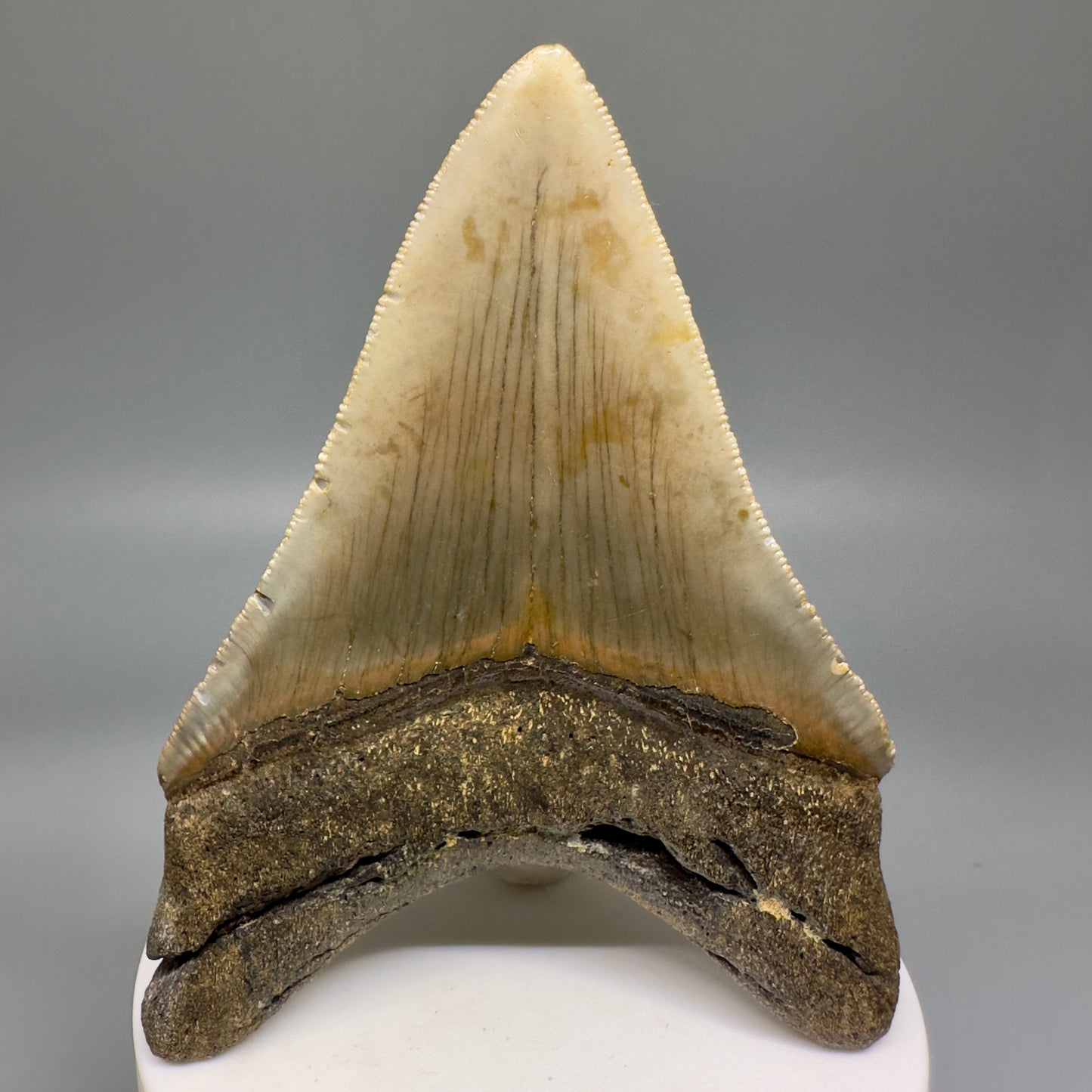 Deformed 4.03" Fossil Megalodon Tooth: Scuba Diving Discovery from Southeast USA CM4652 - Front