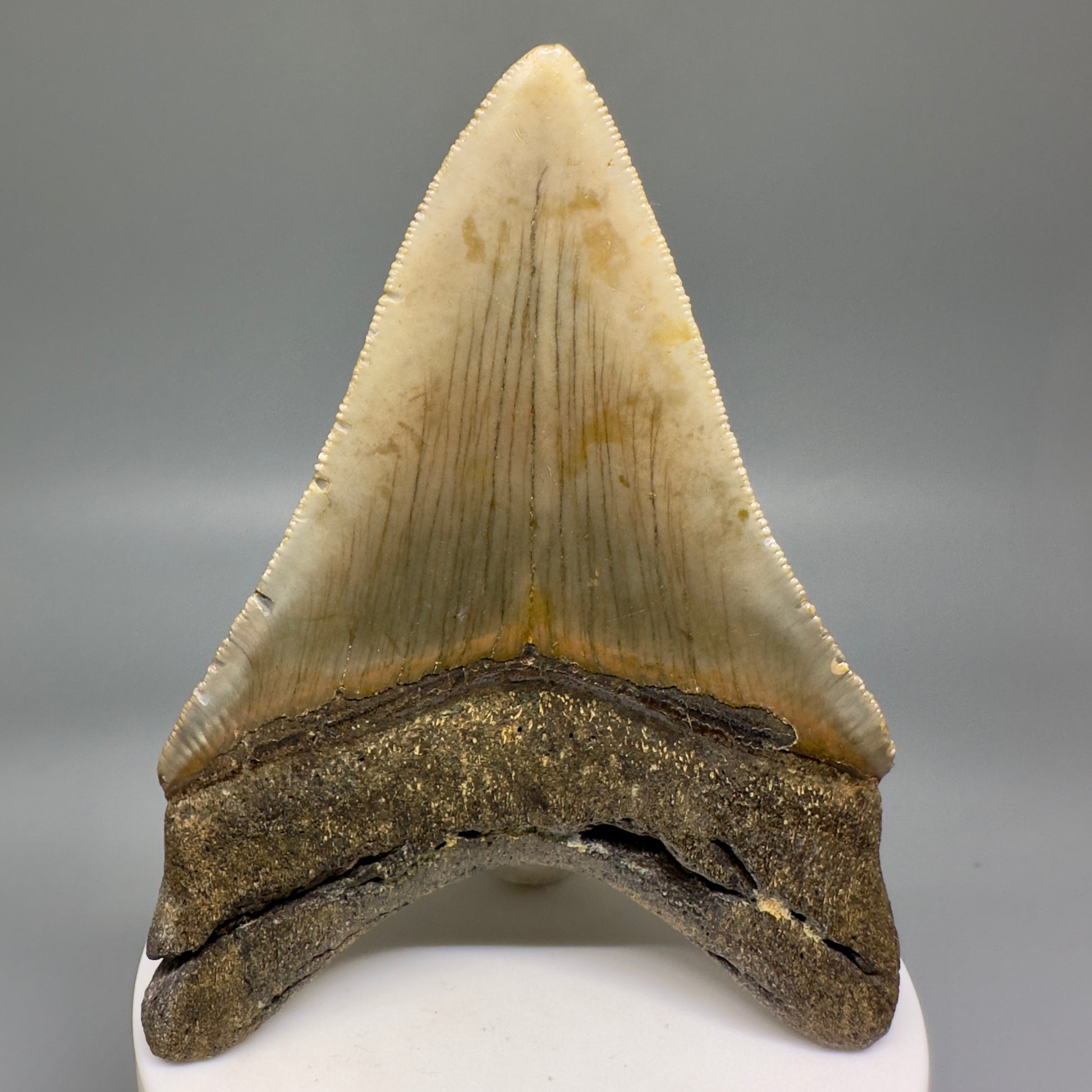 Deformed 4.03" Fossil Megalodon Tooth: Scuba Diving Discovery from Southeast USA CM4652 - Front