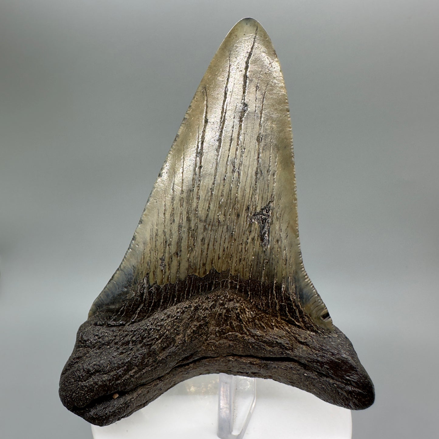 Deformed 4.03" Fossil Megalodon Tooth: Scuba Diving Discovery from Southeast USA CM4652 - Back