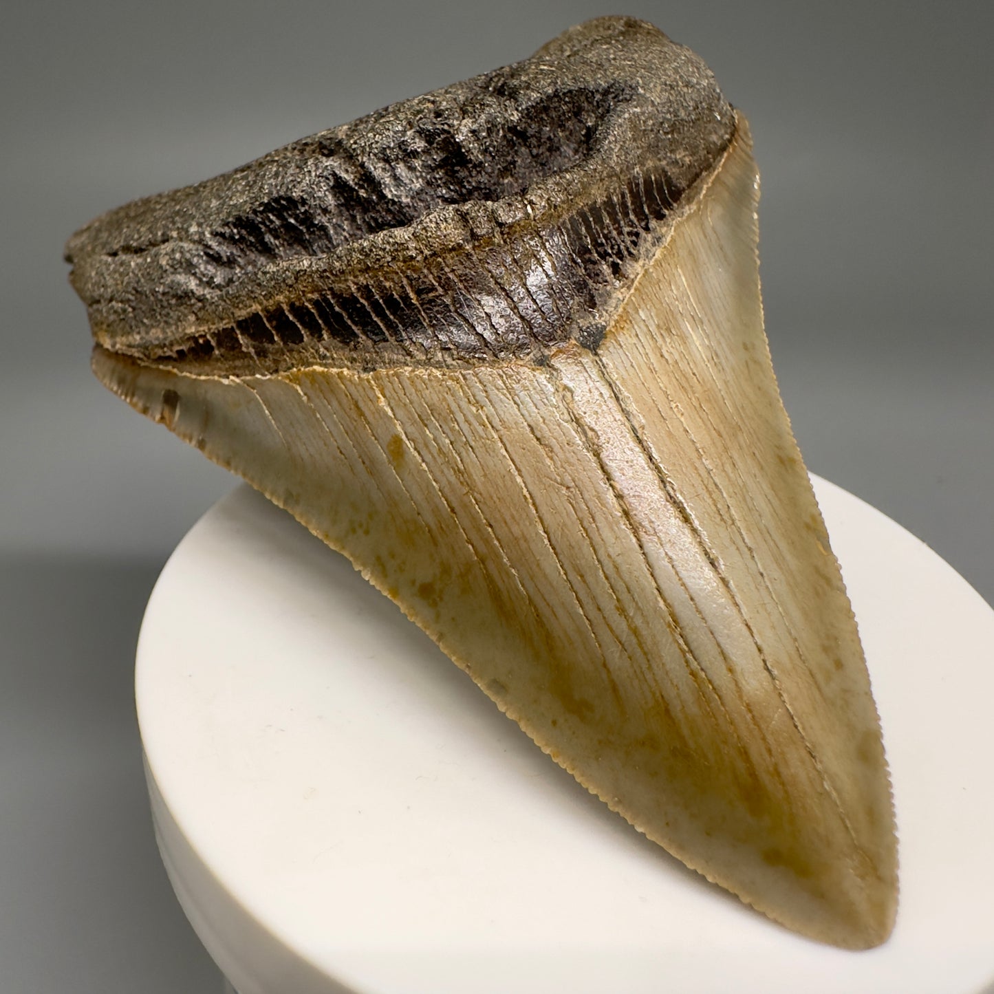 Deformed 4.03" Fossil Megalodon Tooth: Scuba Diving Discovery from Southeast USA CM4652 - Back