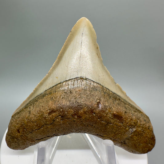 Colorful lower 2.64" Fossil Megalodon Tooth from North Carolina Diving Discovery CM4654 - Front