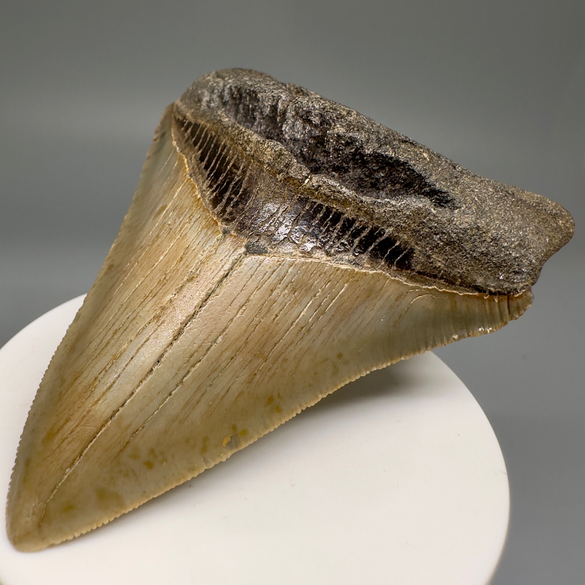 Colorful, complete 3.56" Real Megalodon Tooth from North Carolina CM5164 - Front Right