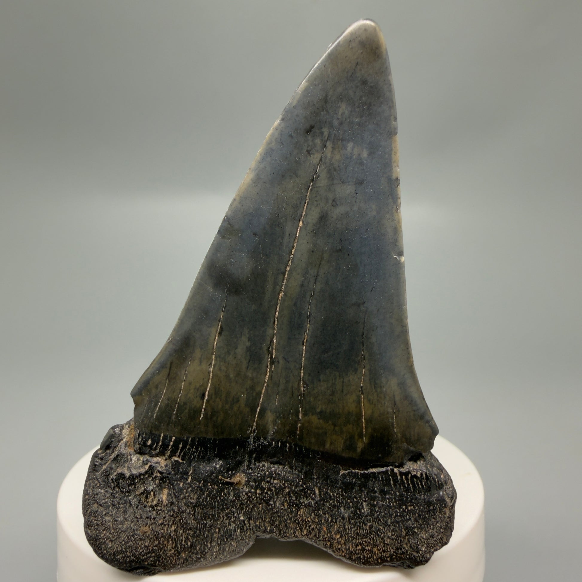 Back View Large 2.84" Fossil Extinct Mako - Isurus hastalis Shark Tooth from Southeast USA M615 