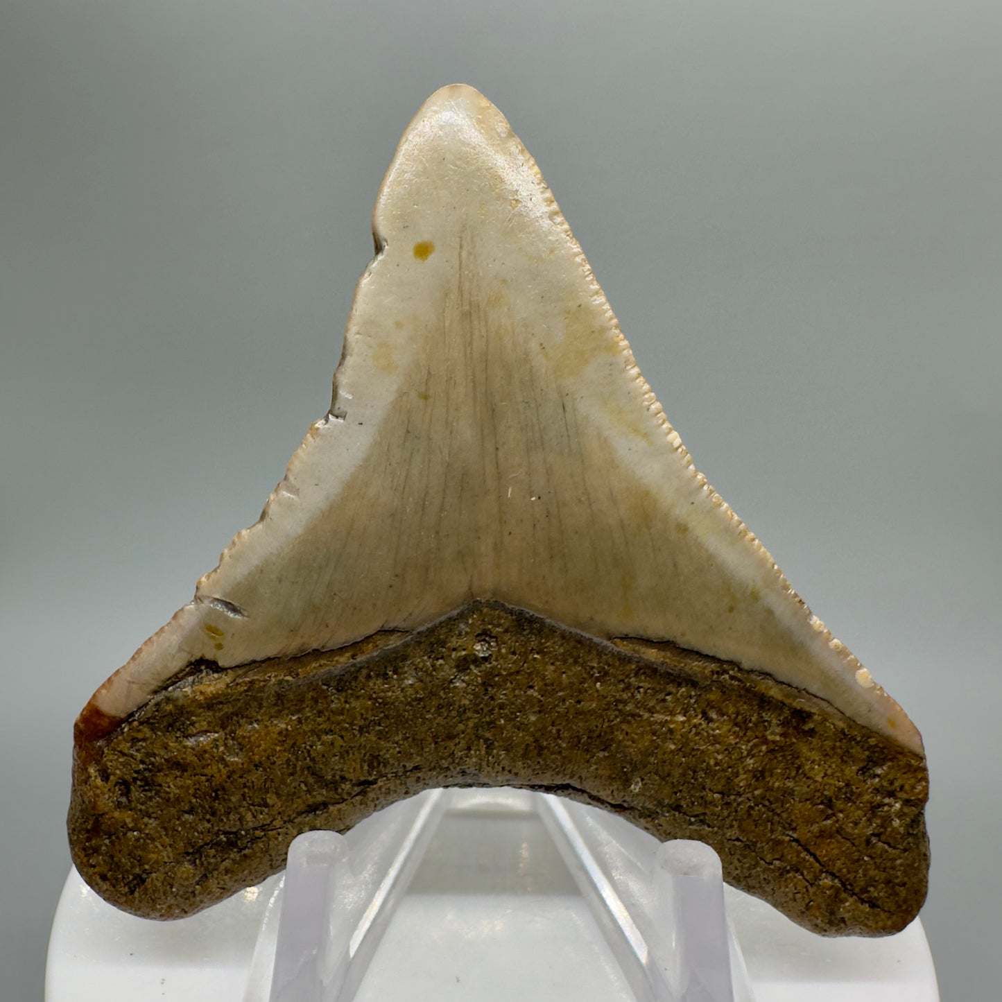 Colorful lower 2.64" Fossil Megalodon Tooth from North Carolina Diving Discovery CM4654 - Back