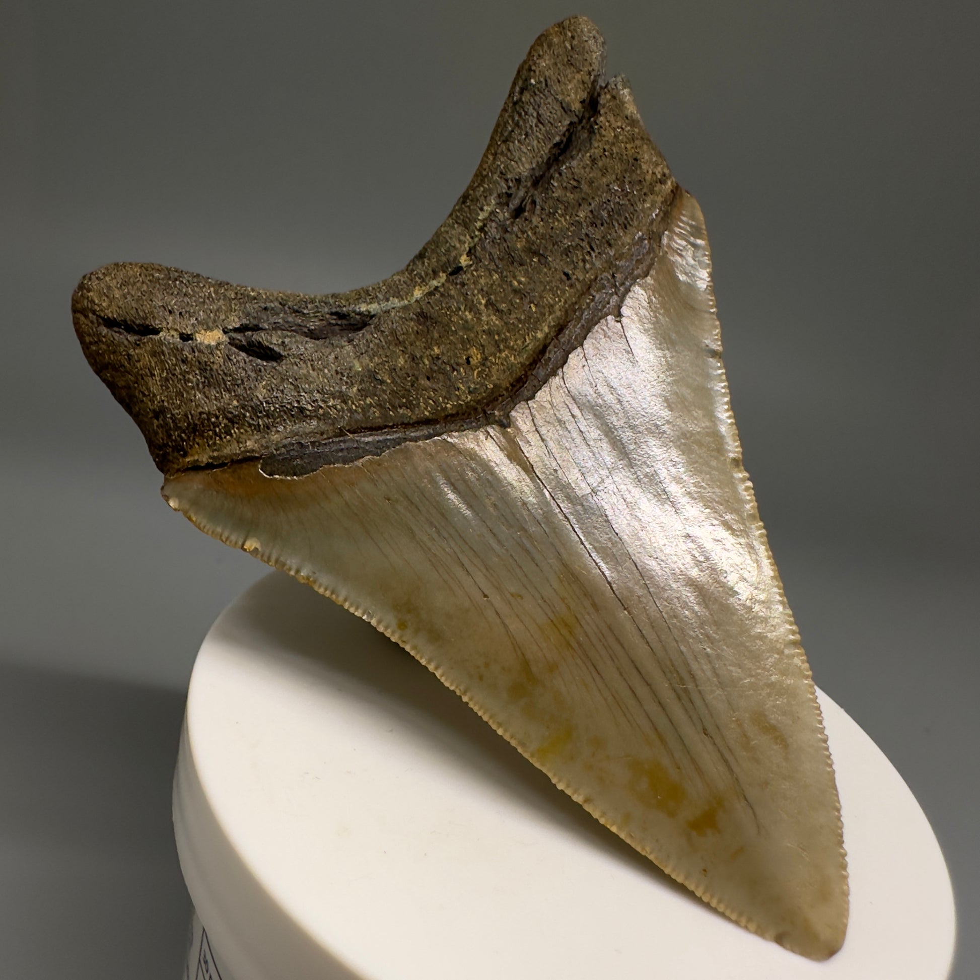 Colorful, complete 3.56" Real Megalodon Tooth from North Carolina CM5164 - Back Left