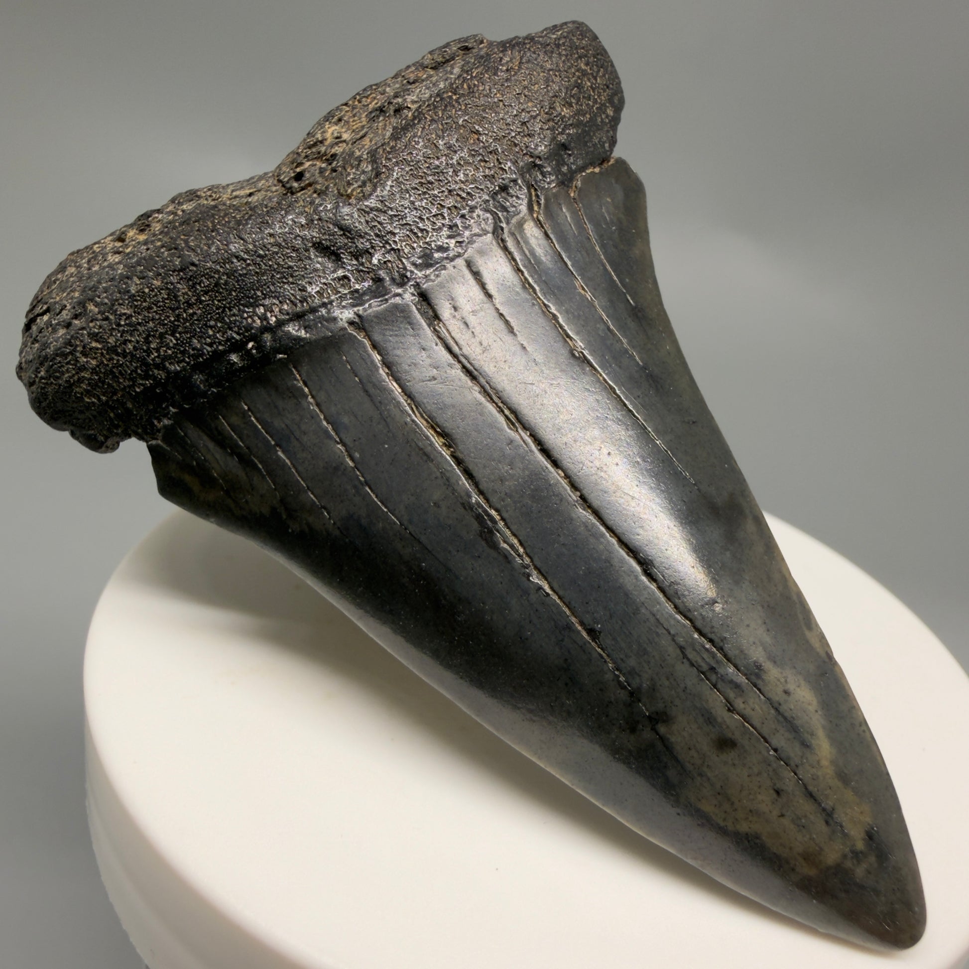 Front Left View Large 2.84" Fossil Extinct Mako - Isurus hastalis Shark Tooth from Southeast USA M615 