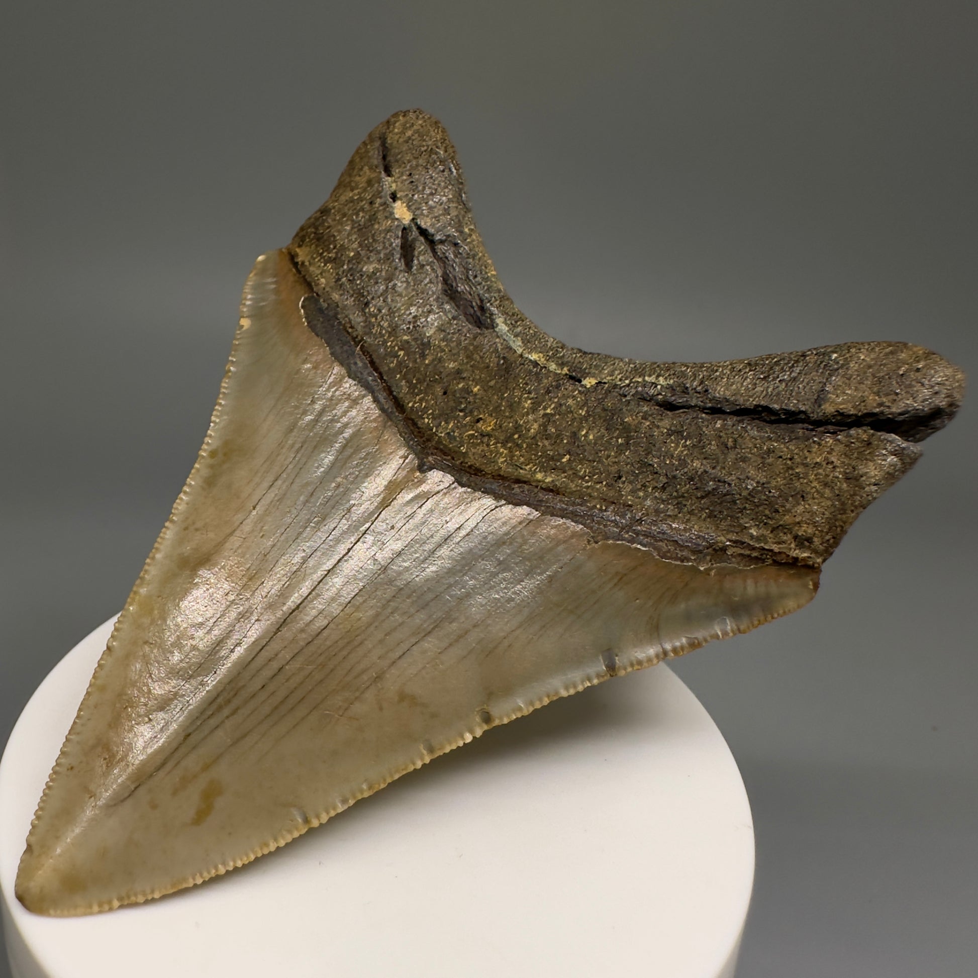 Colorful, complete 3.56" Real Megalodon Tooth from North Carolina CM5164 - Back Right