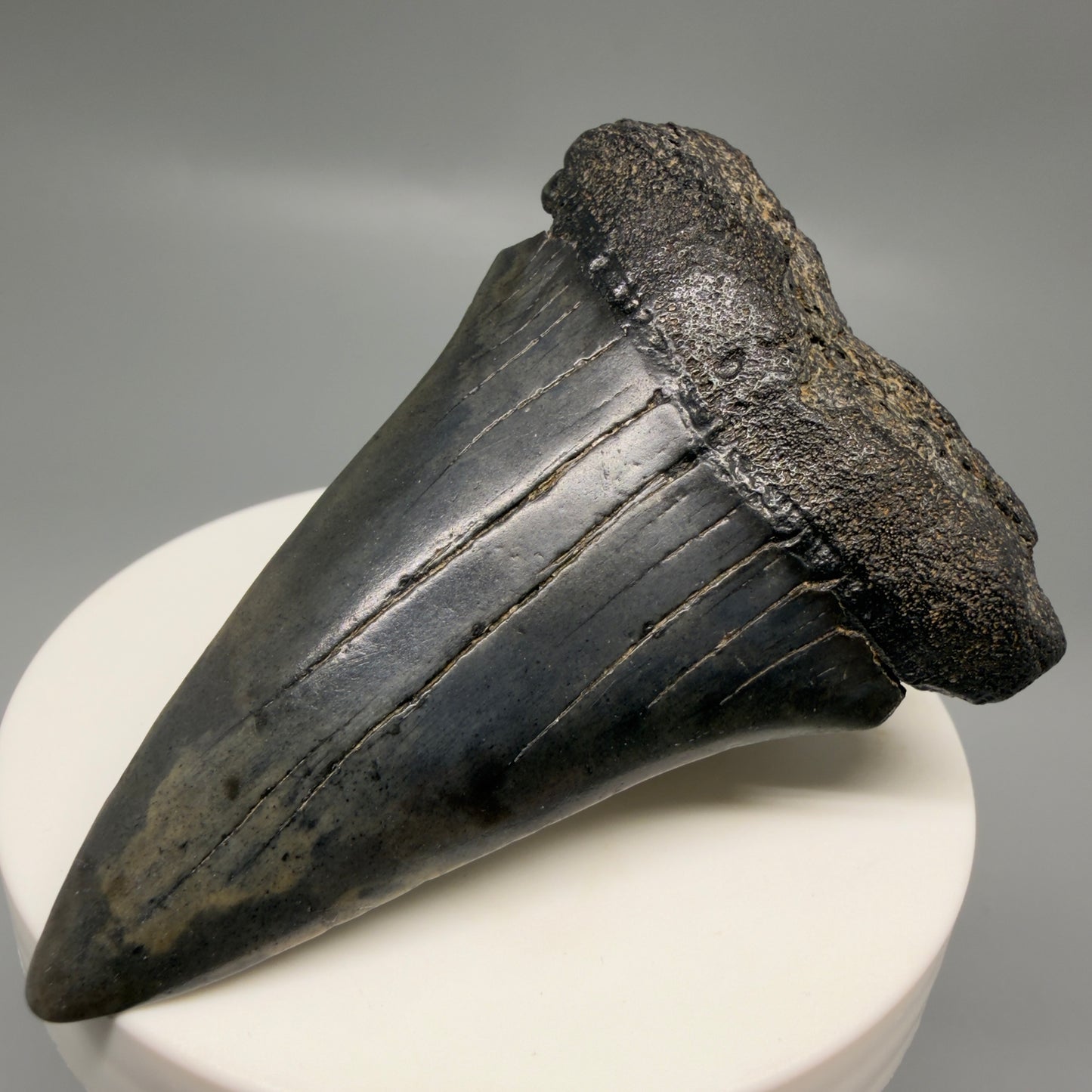 Front Right View Large 2.84" Fossil Extinct Mako - Isurus hastalis Shark Tooth from Southeast USA M615 