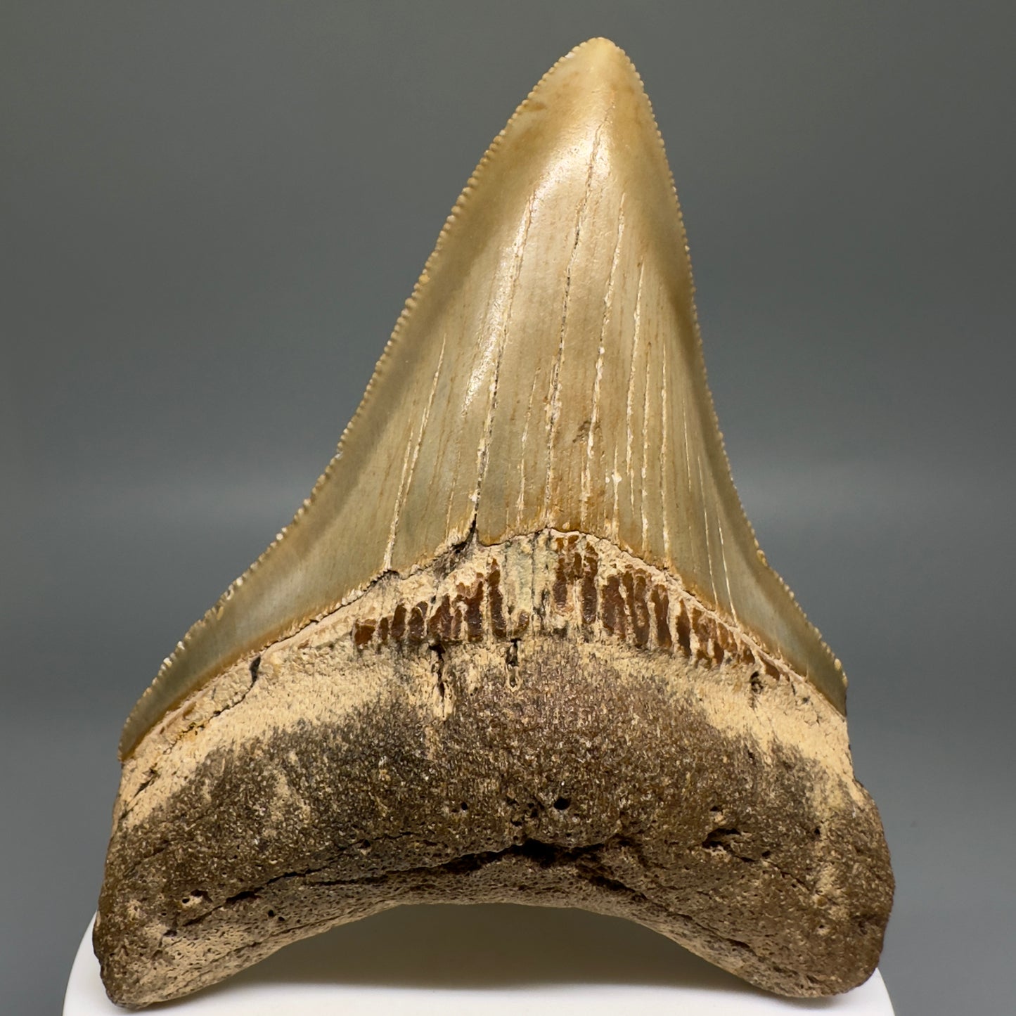 Colorful beauty 3.65" Real Megalodon Tooth from North Carolina CM5165 - Front