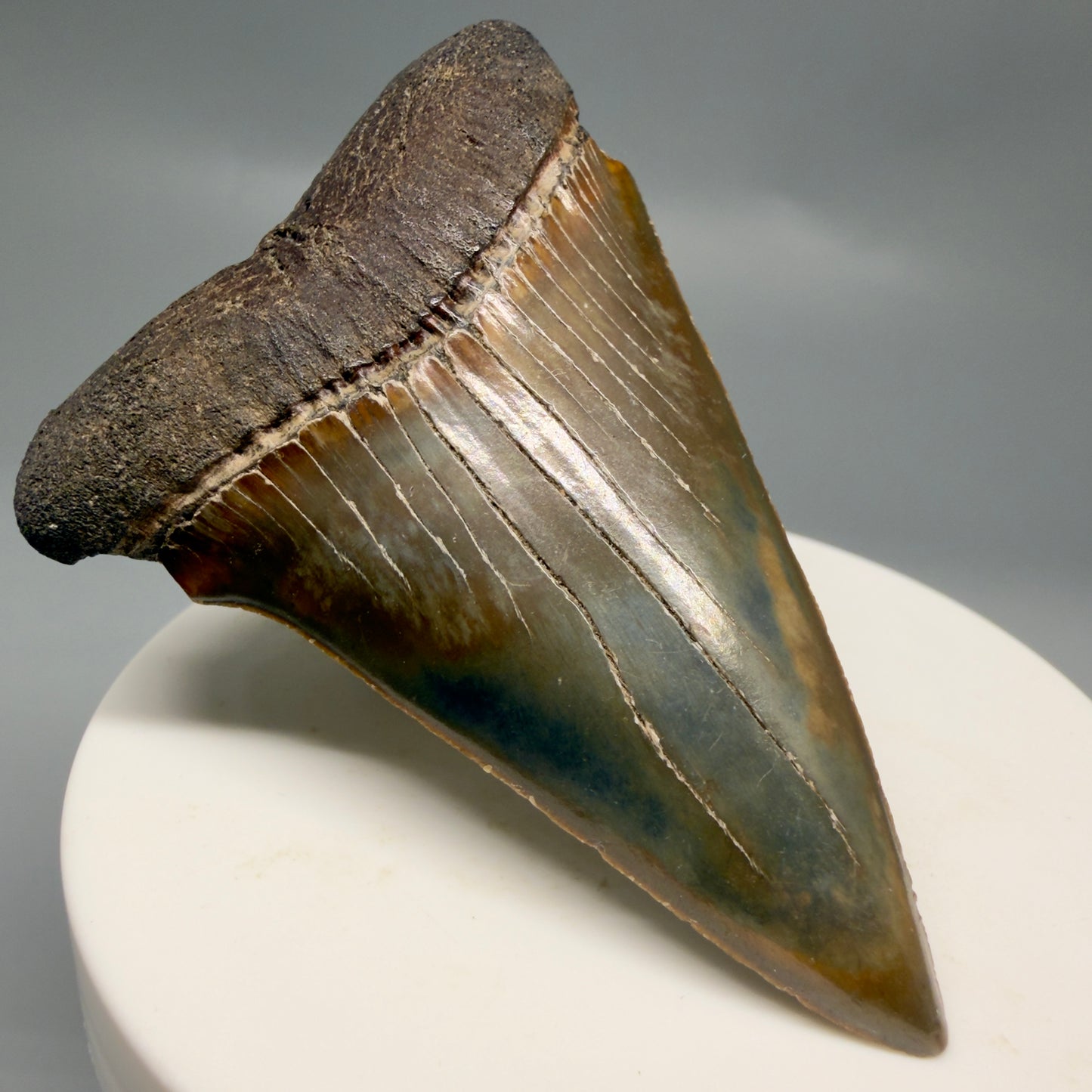 Large, colorful 2.72" Fossil Extinct Mako - Isurus hastalis Shark Tooth from Southeast USA