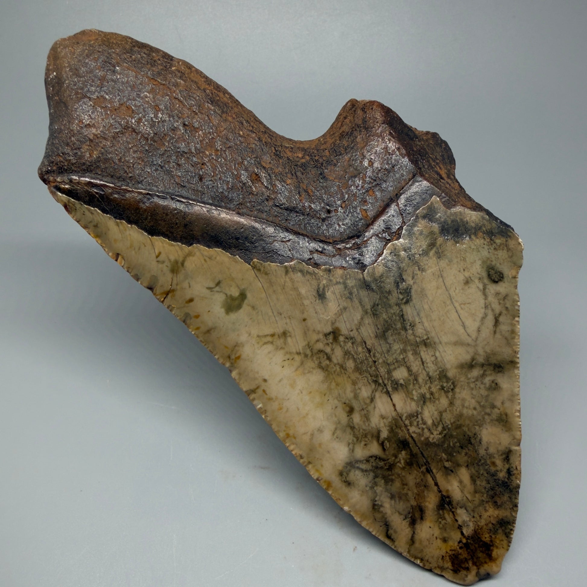 Back Left View Huge, affordable 6.29" Fossil Megalodon Tooth for sale - Wilmington North Carolina CM5398