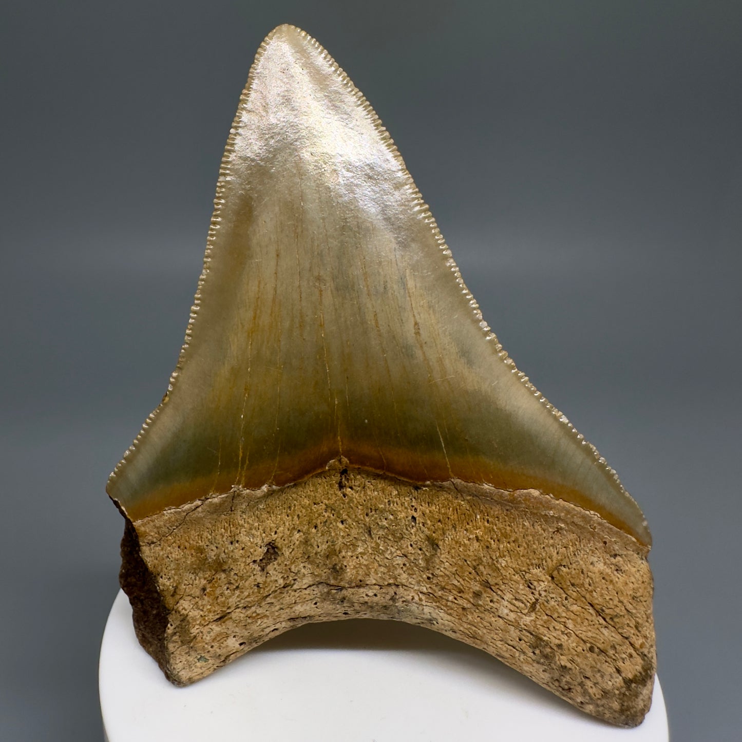 Colorful beauty 3.65" Real Megalodon Tooth from North Carolina CM5165 - Back 