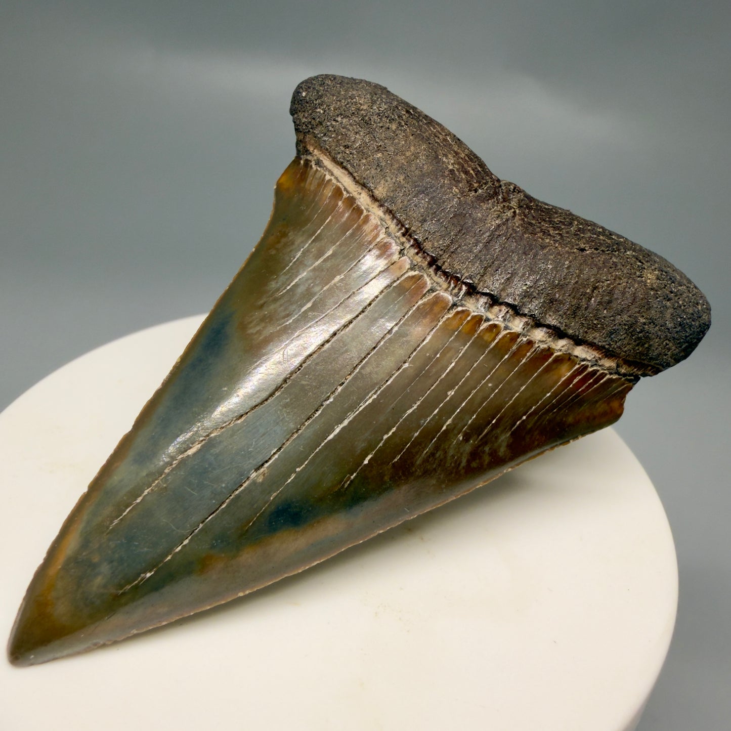 Large, colorful 2.72" Fossil Extinct Mako - Isurus hastalis Shark Tooth from Southeast USA