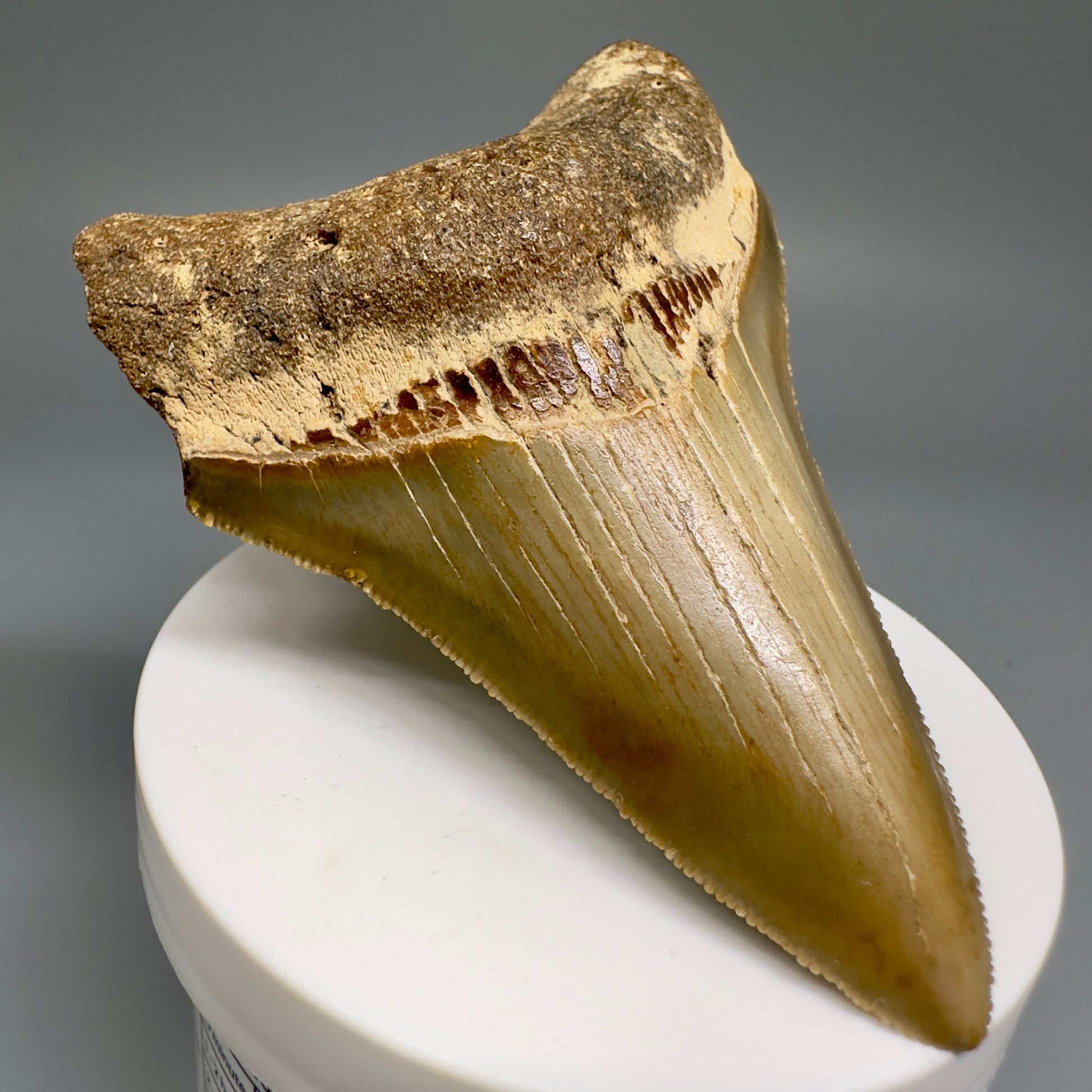 Colorful beauty 3.65" Real Megalodon Tooth from North Carolina CM5165 - Front Left