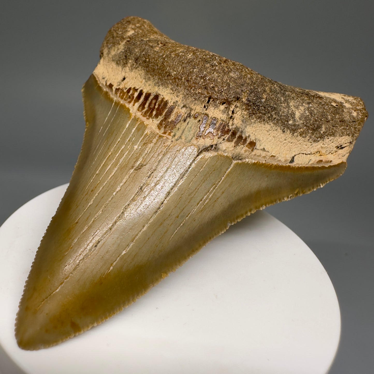 Colorful lower 2.93" Fossil Megalodon Tooth from North Carolina Diving Discovery CM4656 - Front