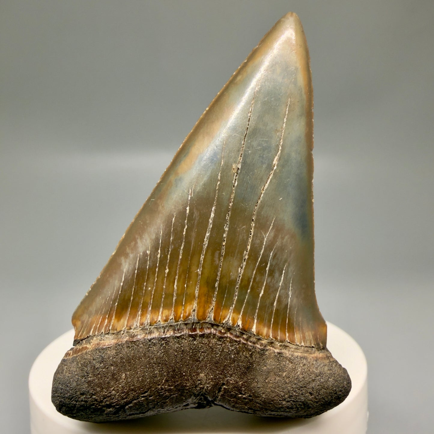 Large, colorful 2.72" Fossil Extinct Mako - Isurus hastalis Shark Tooth from Southeast USA