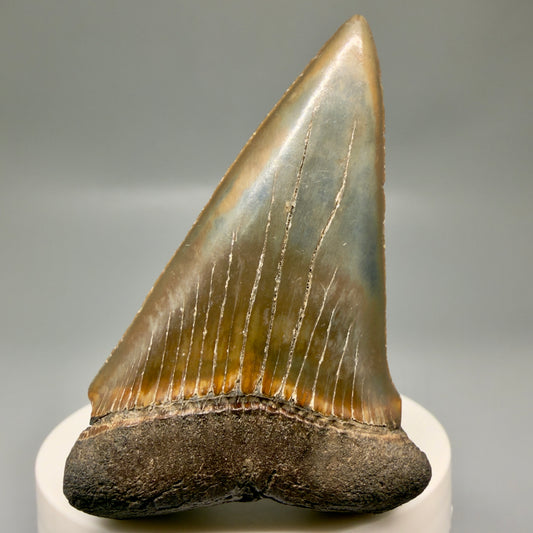 Large, colorful 2.72" Fossil Extinct Mako - Isurus hastalis Shark Tooth from Southeast USA