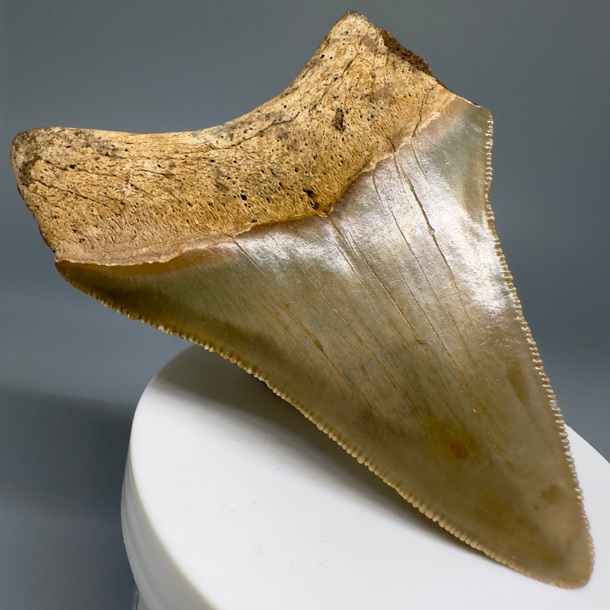 Colorful lower 2.93" Fossil Megalodon Tooth from North Carolina Diving Discovery CM4656 - Back