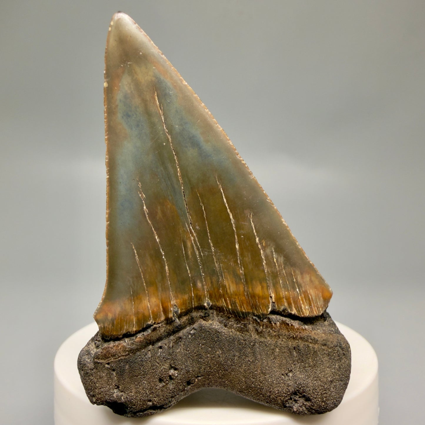 Large, colorful 2.72" Fossil Extinct Mako - Isurus hastalis Shark Tooth from Southeast USA