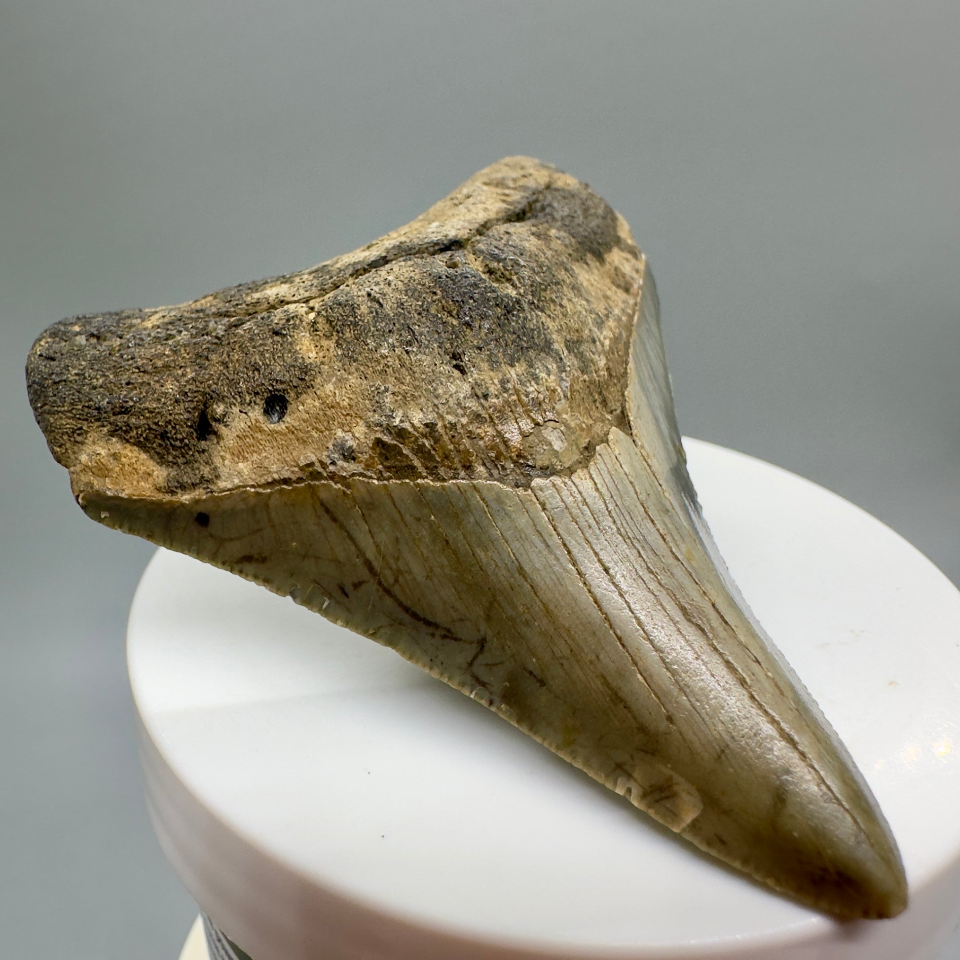 Colorful lower 2.93" Fossil Megalodon Tooth from North Carolina Diving Discovery CM4656 - Front left