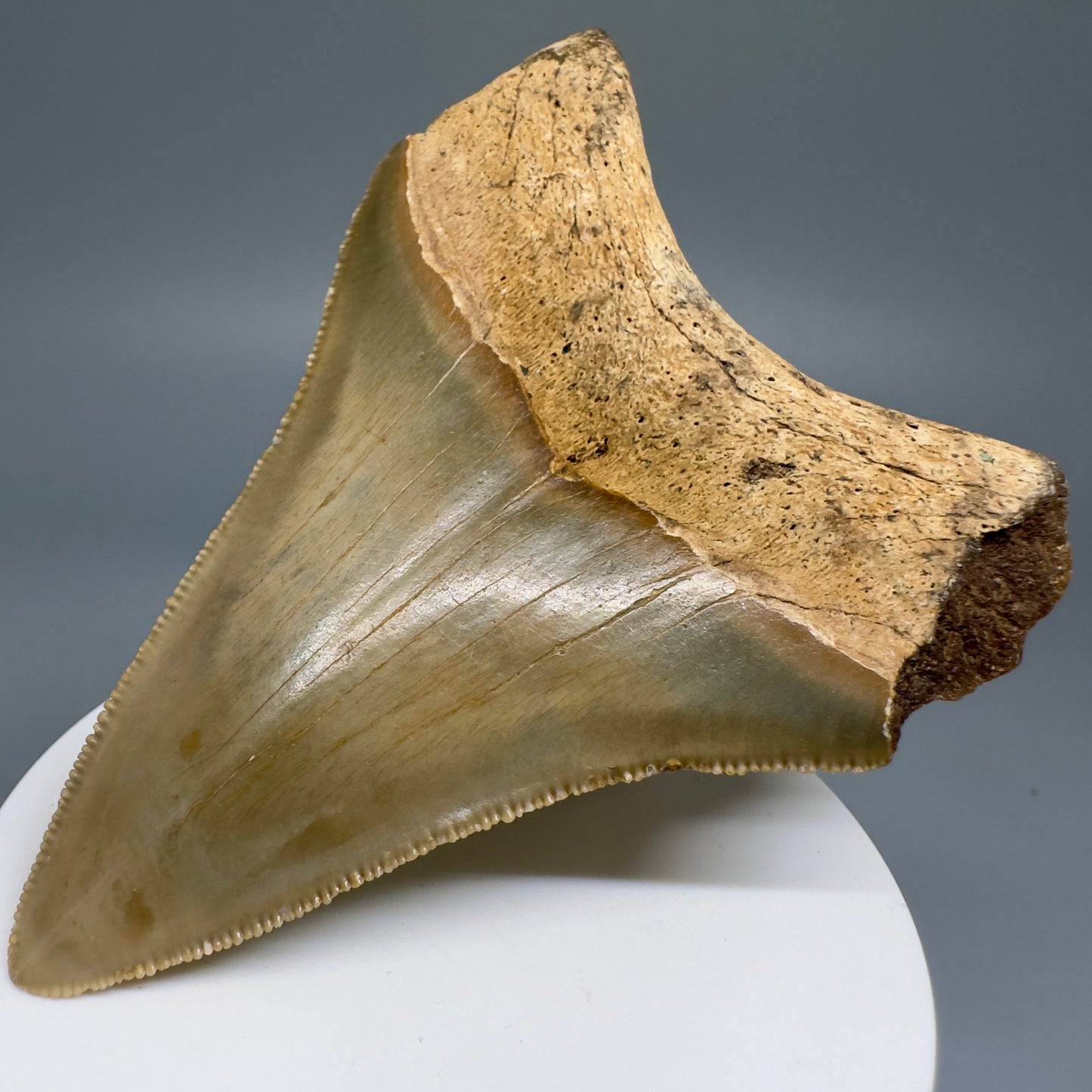 Colorful lower 2.93" Fossil Megalodon Tooth from North Carolina Diving Discovery CM4656 - Front left