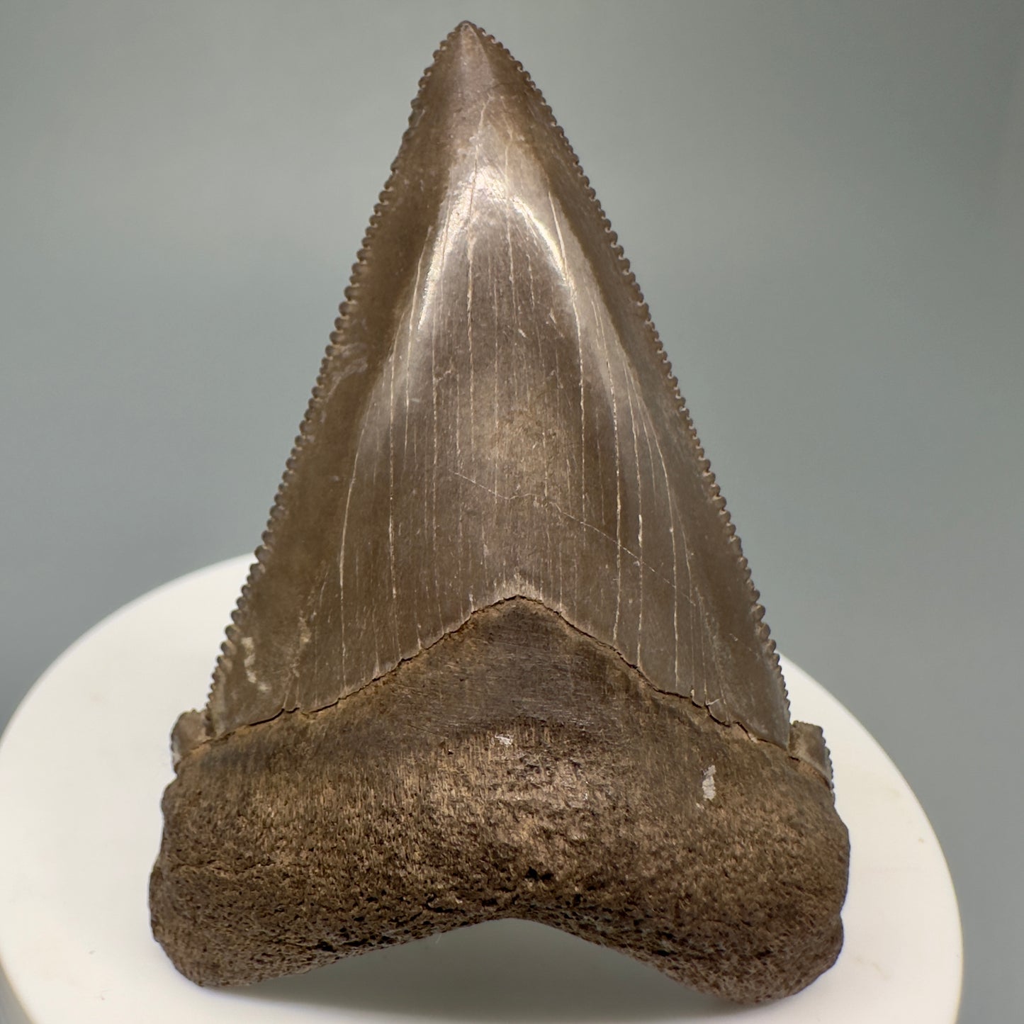 Brown, serrated  2.43" Serrated Fossil Carcharocles angustidens Shark Tooth from South Carolina AN433 - Front